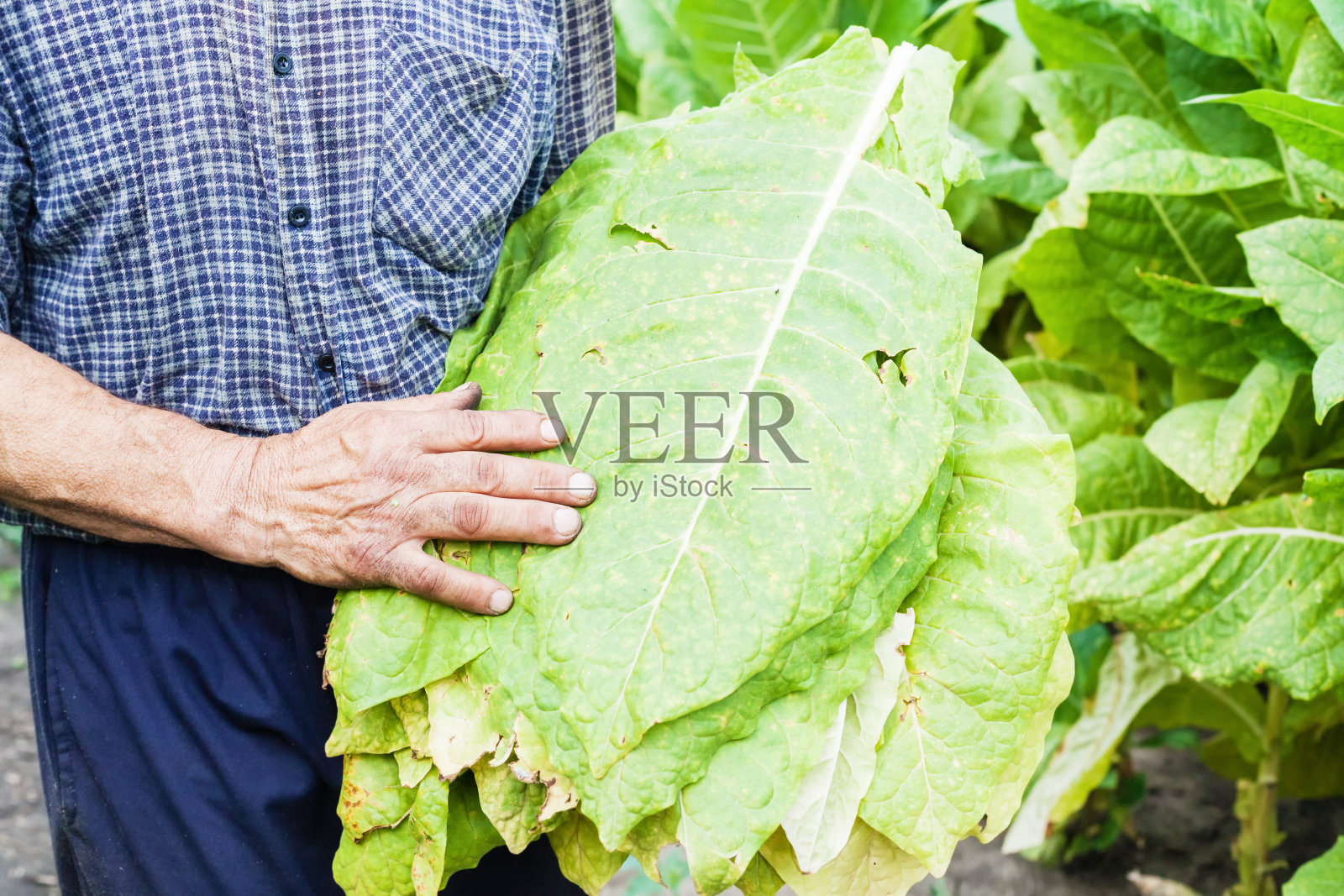烟草田里的农民照片摄影图片