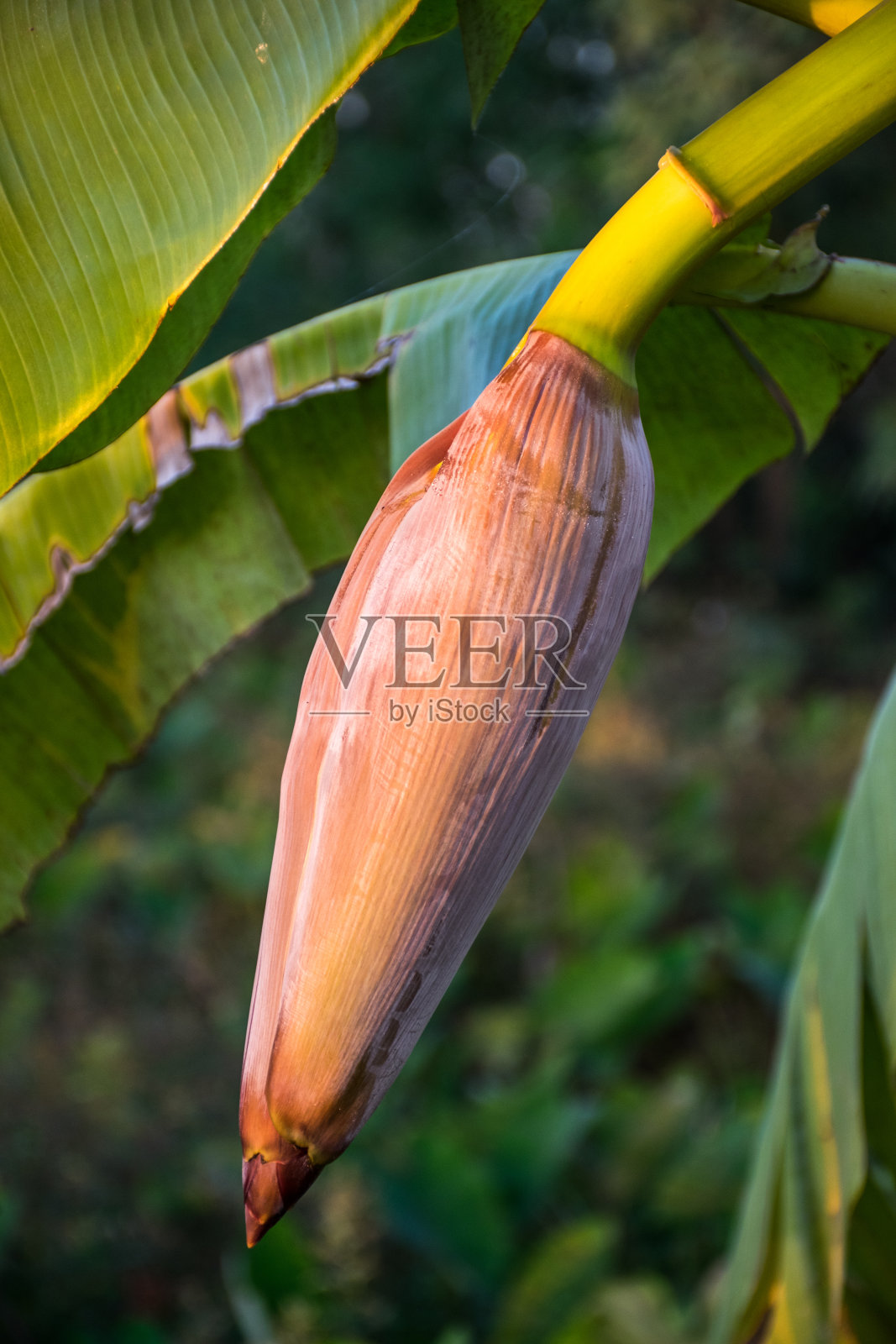 香蕉花照片摄影图片
