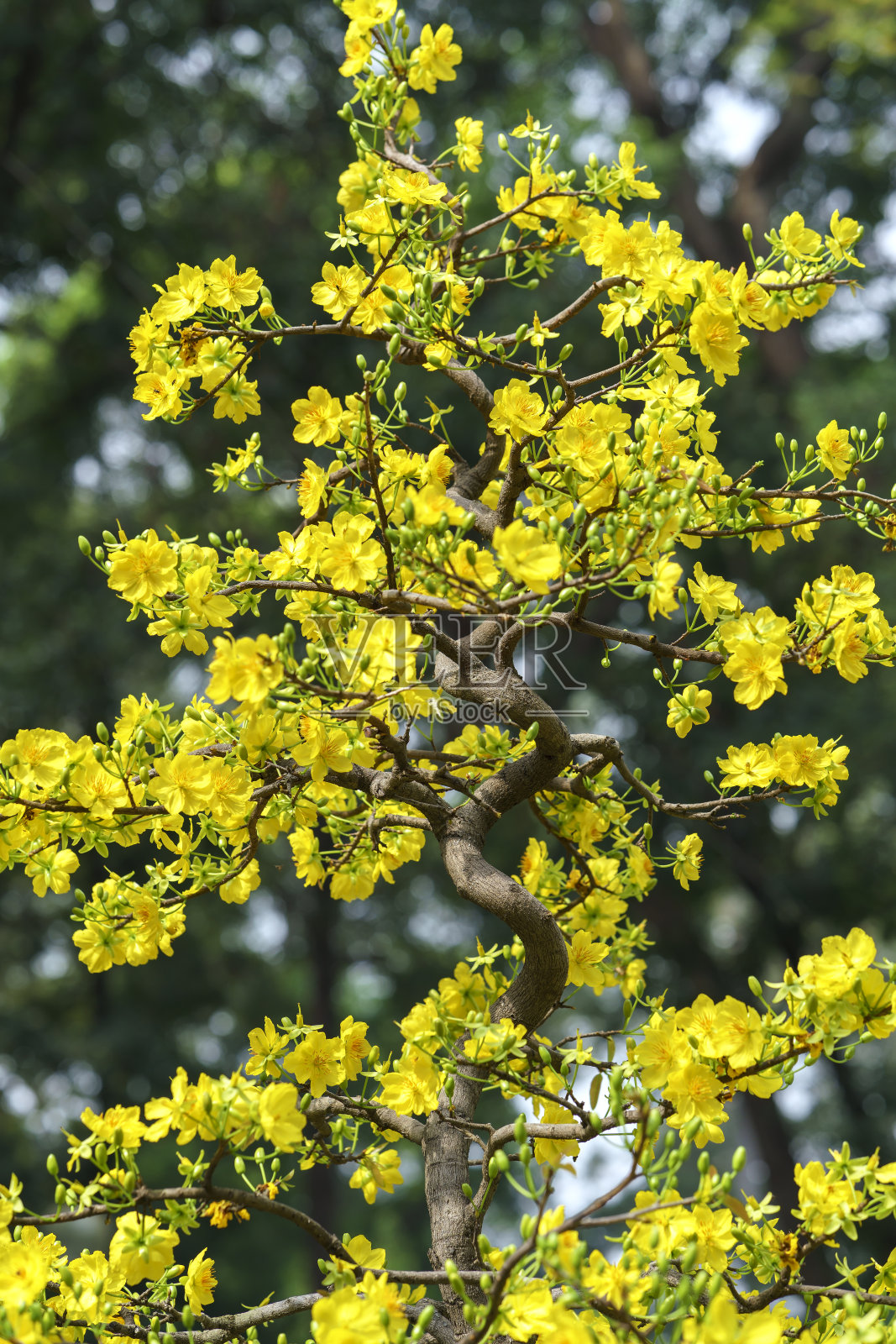 杏盛开的鲜花照片摄影图片