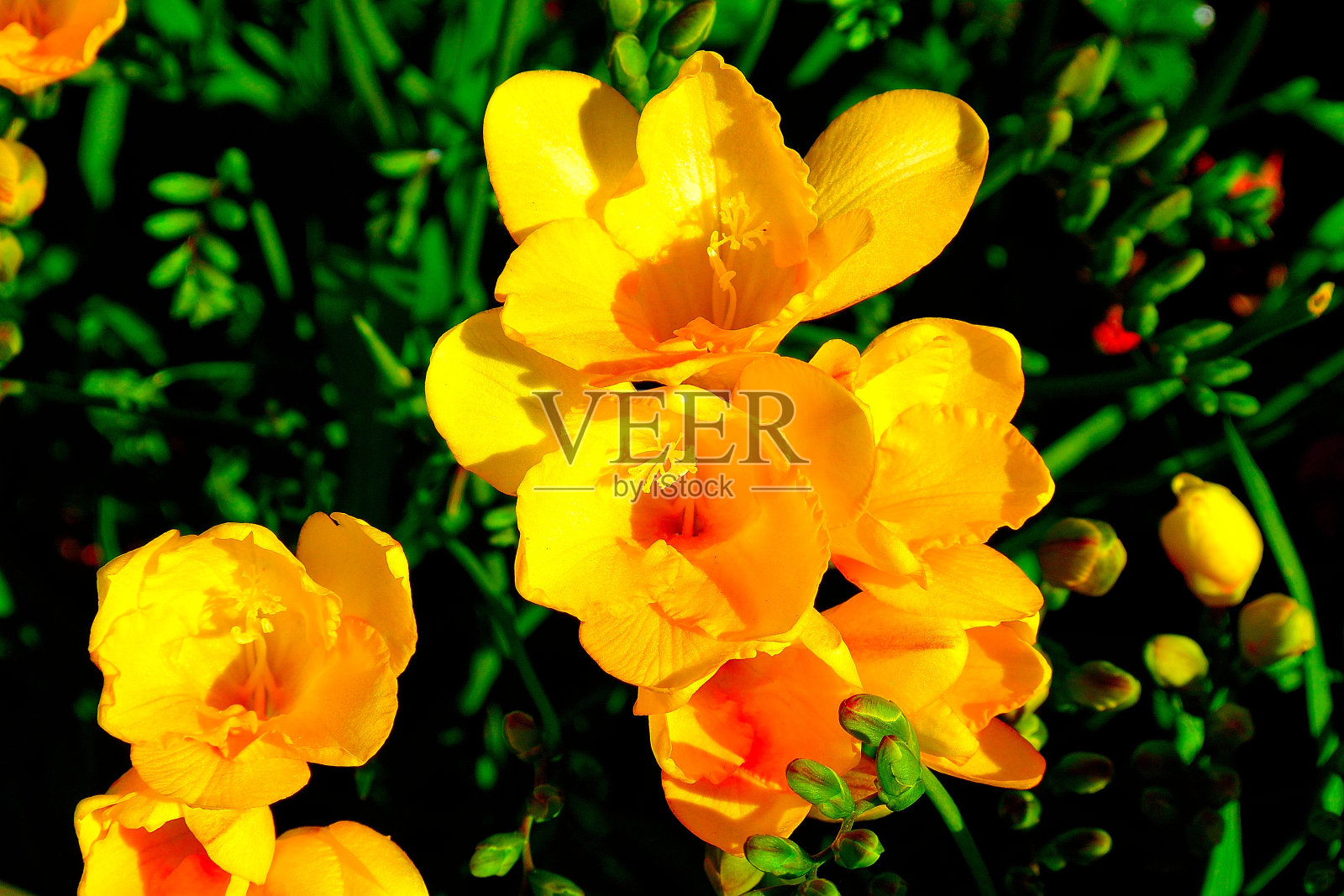 旧金山的鲜花照片摄影图片