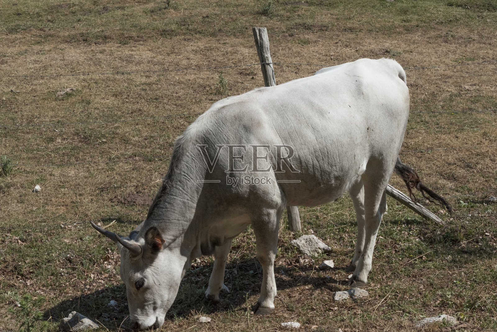白牛Irpinia。意大利。照片摄影图片