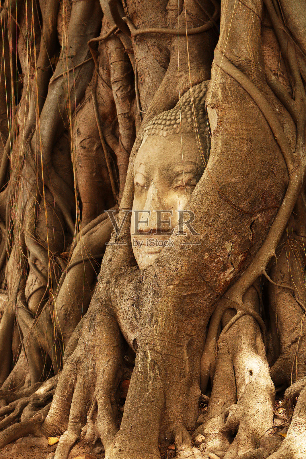 佛的头照片摄影图片