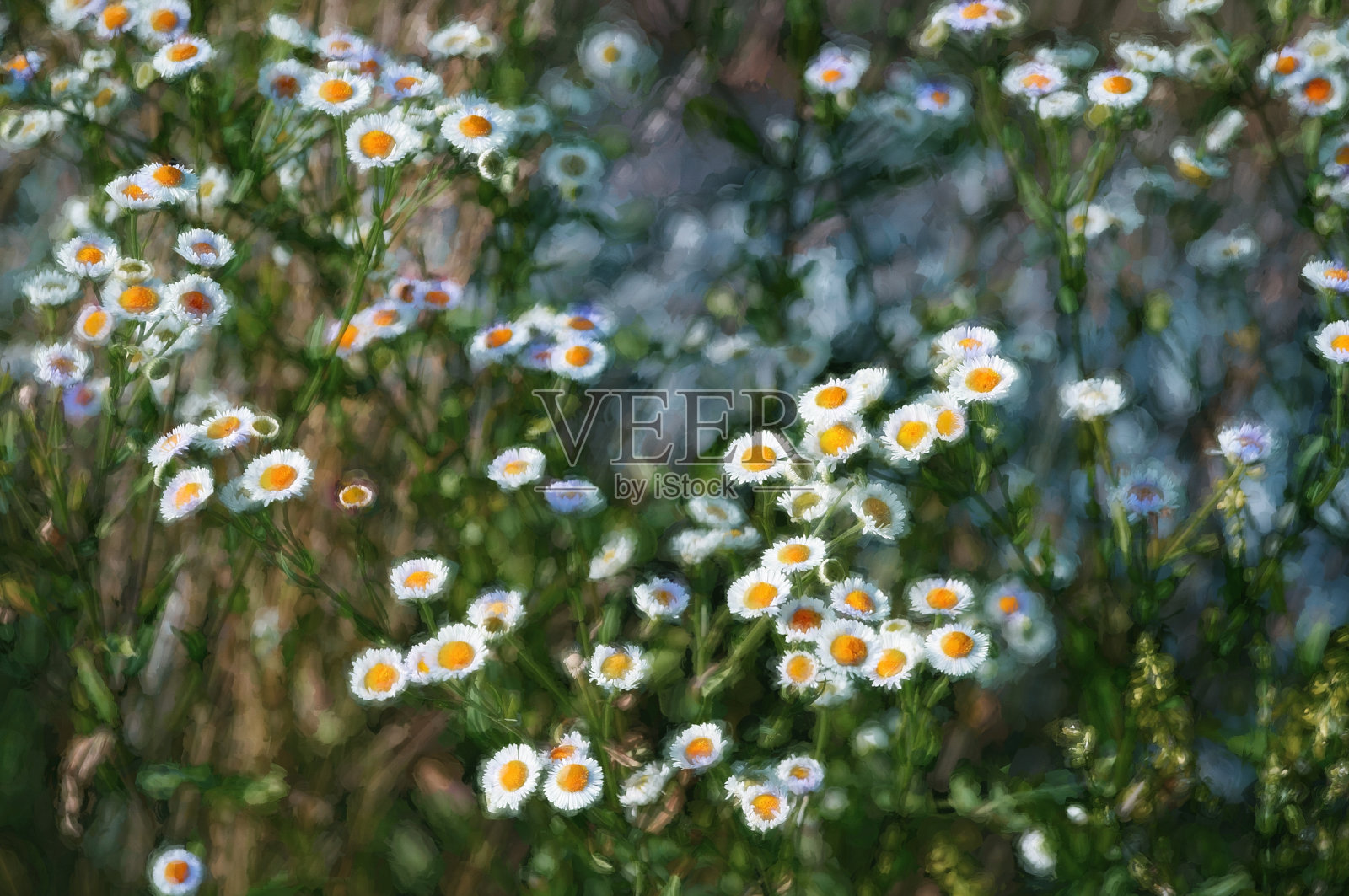 数字艺术，油画效果，野菊花花田，浪漫照片摄影图片
