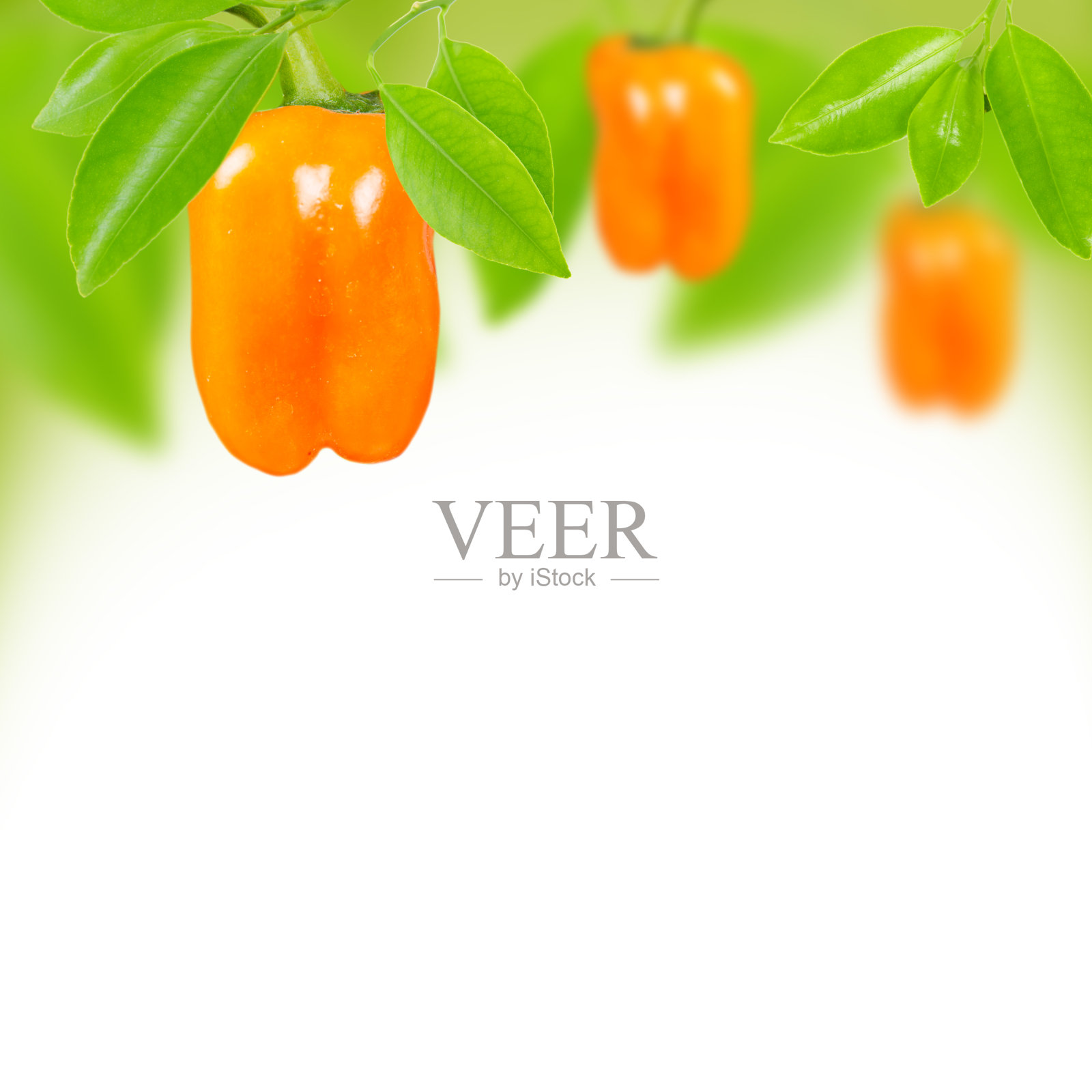 辣椒照片摄影图片