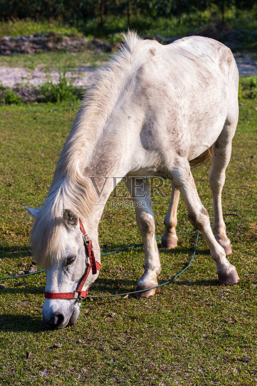 田野里有白马照片摄影图片