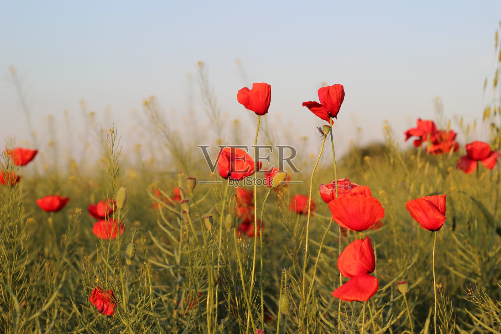 罂粟田上的日落照片摄影图片