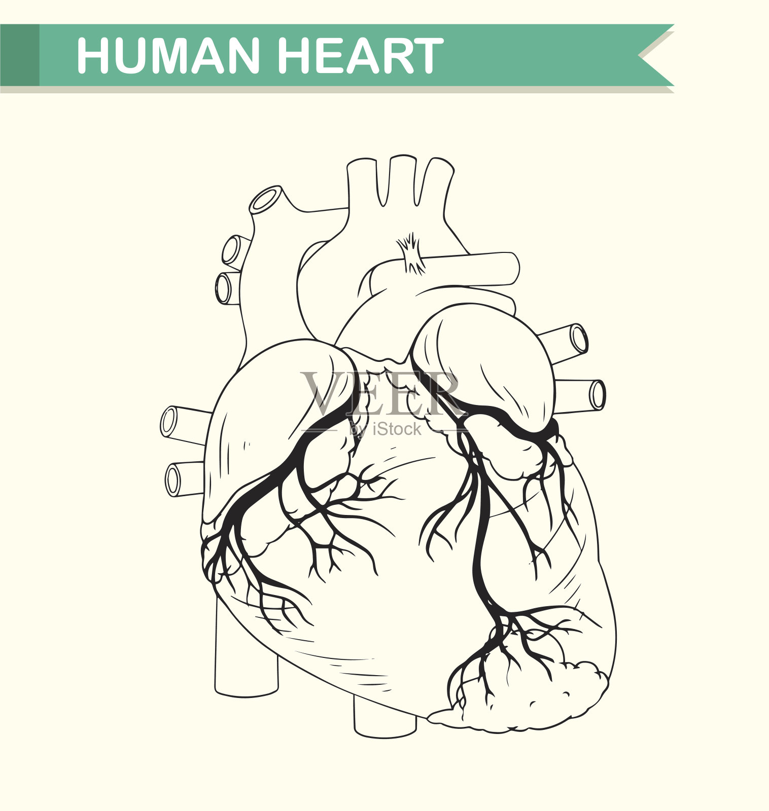 人体心脏解剖插画图片素材