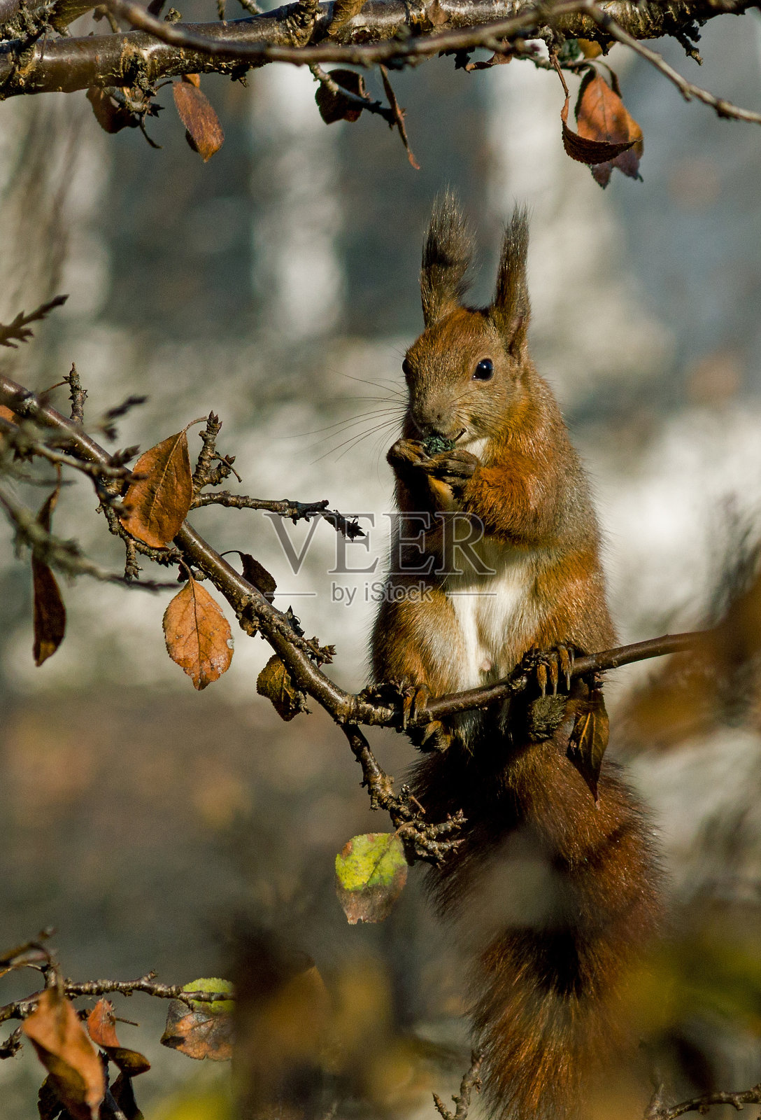 晚餐照片摄影图片