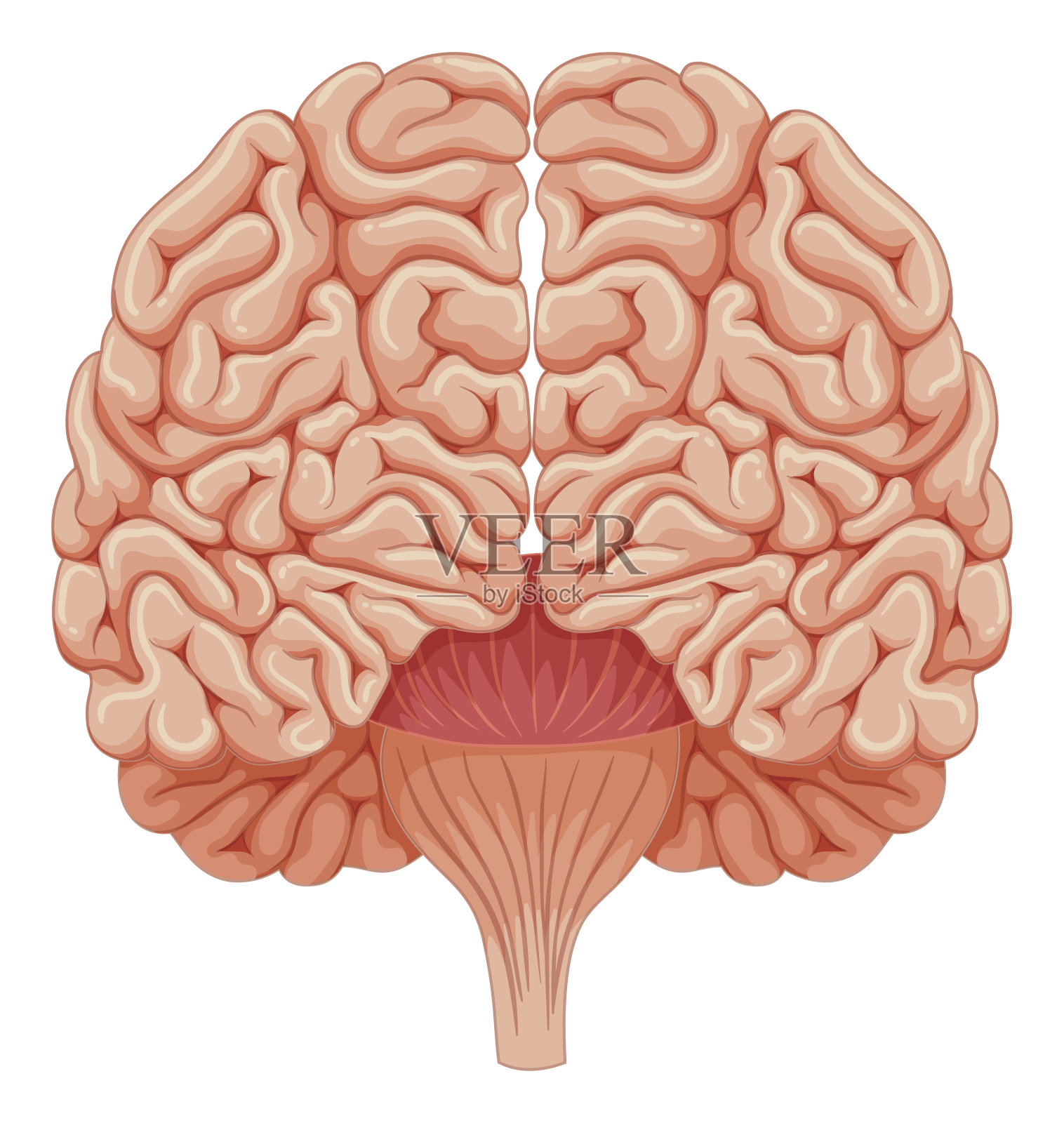 白色背景下的人脑设计元素图片
