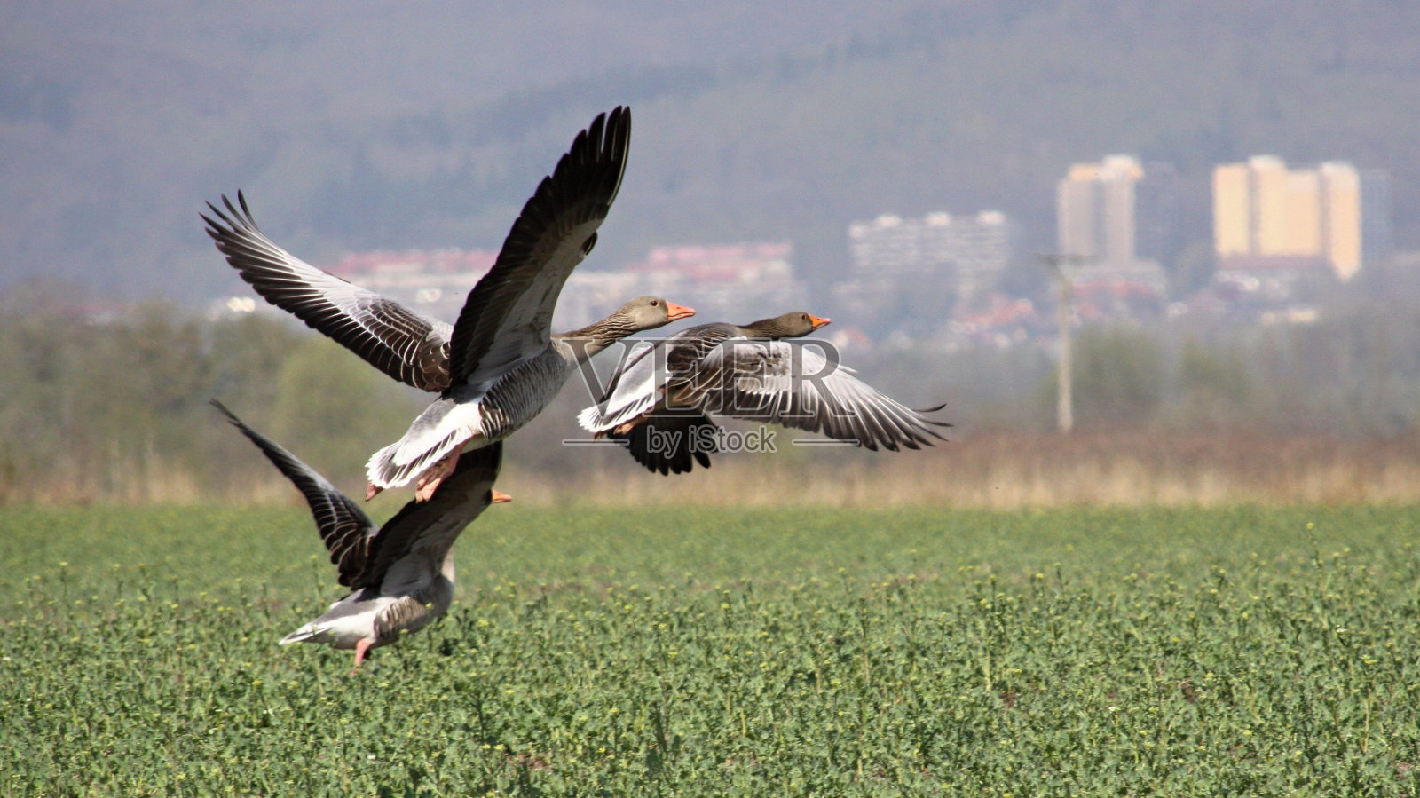 大雁在飞照片摄影图片