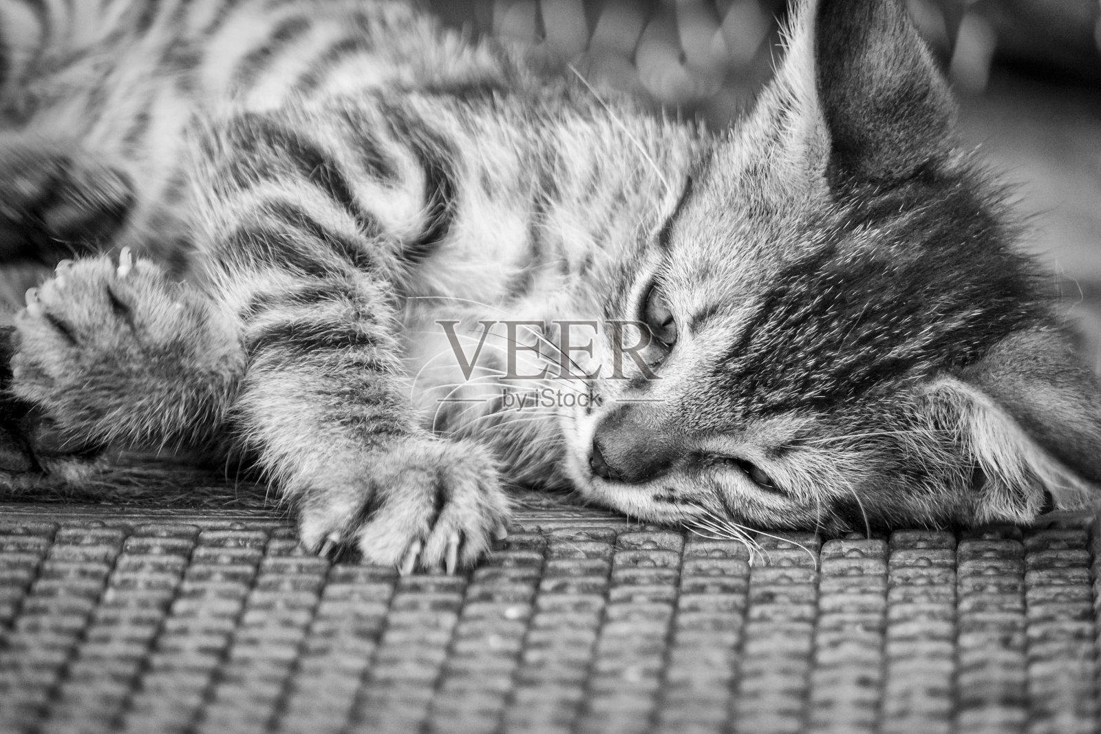 猫照片摄影图片