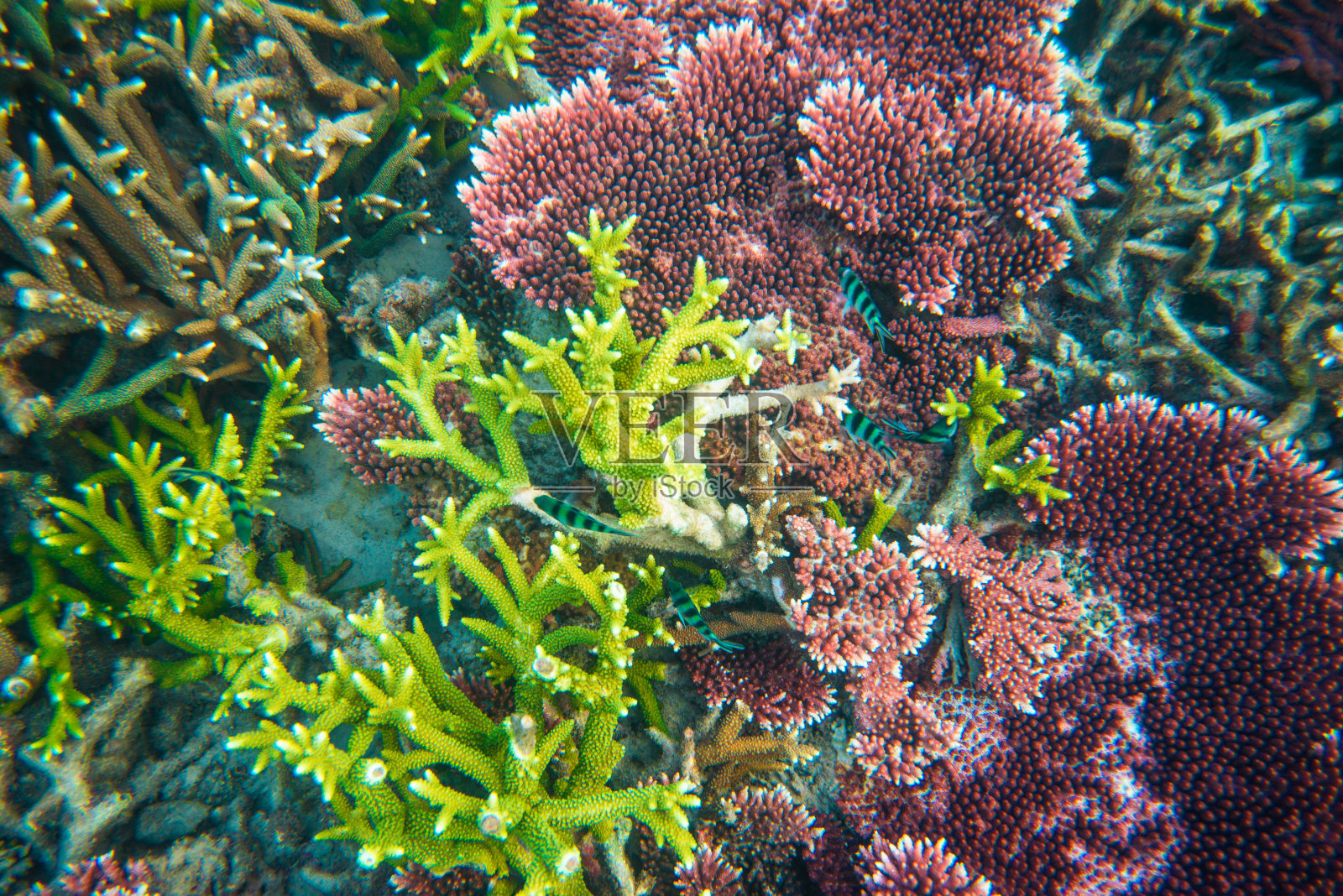 美丽的海底世界与珊瑚照片摄影图片