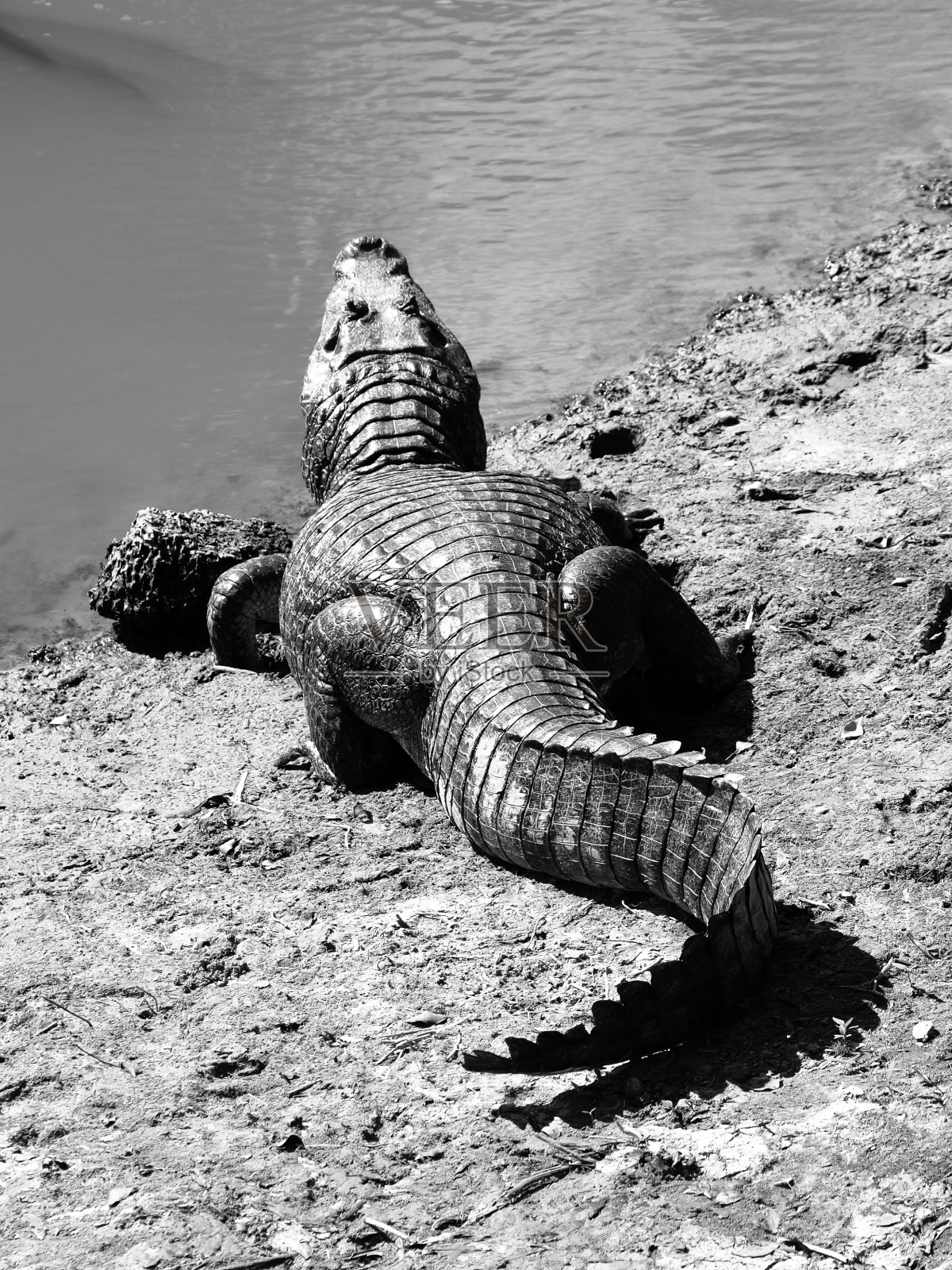 鳄鱼躺在河岸上照片摄影图片