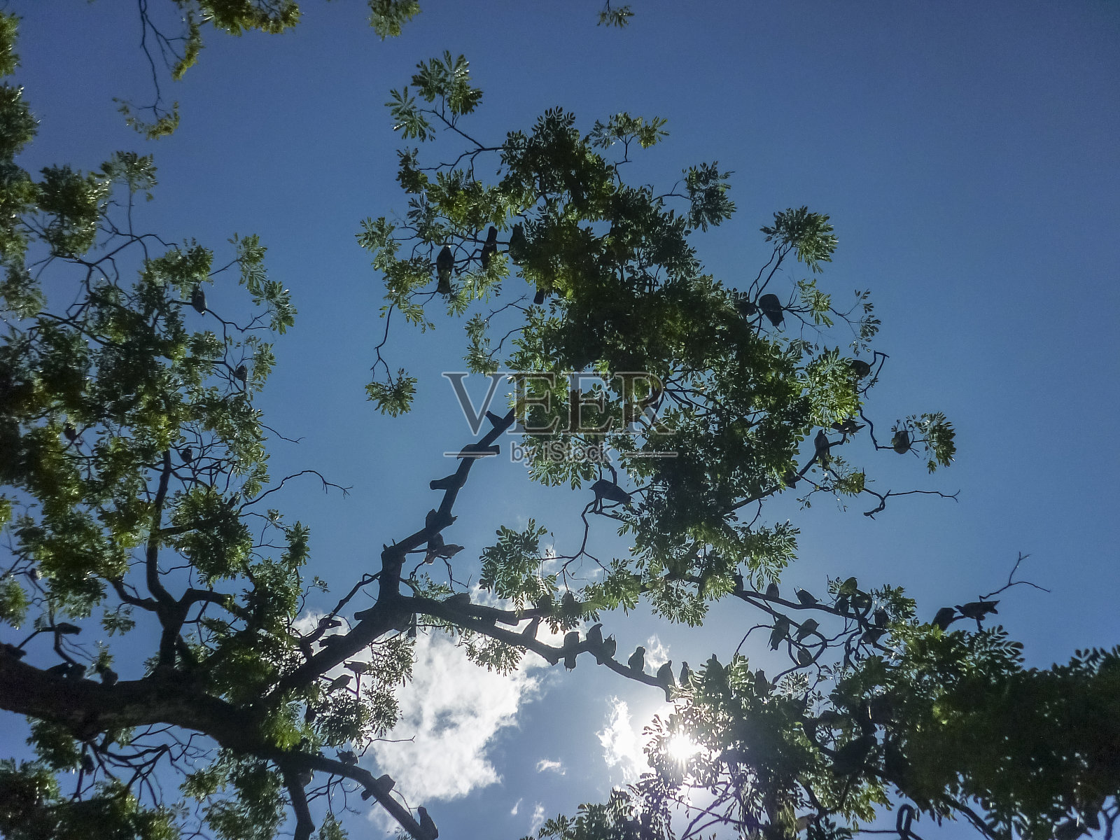 树上的海鸥照片摄影图片