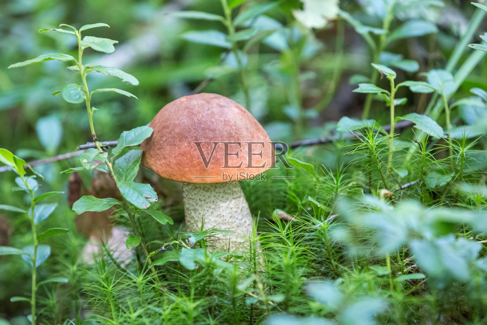 森林里的白色蘑菇照片摄影图片