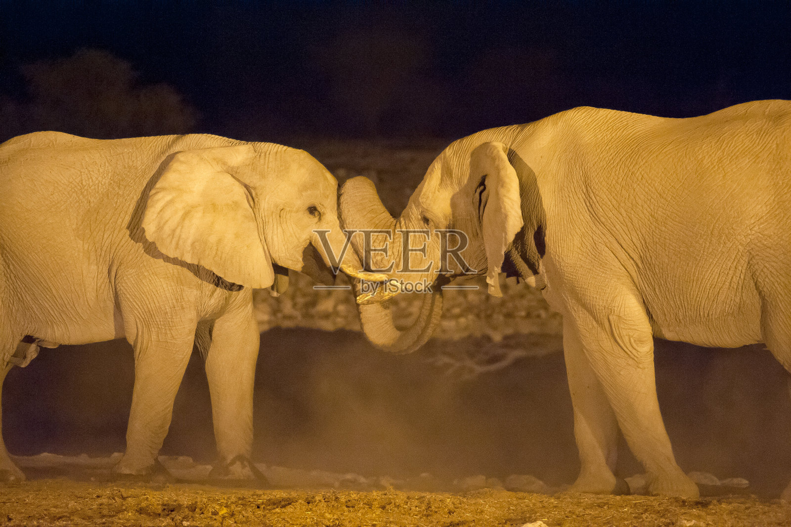 纳米比亚Etosha国家公园Okaukuejo水坑里的大象照片摄影图片
