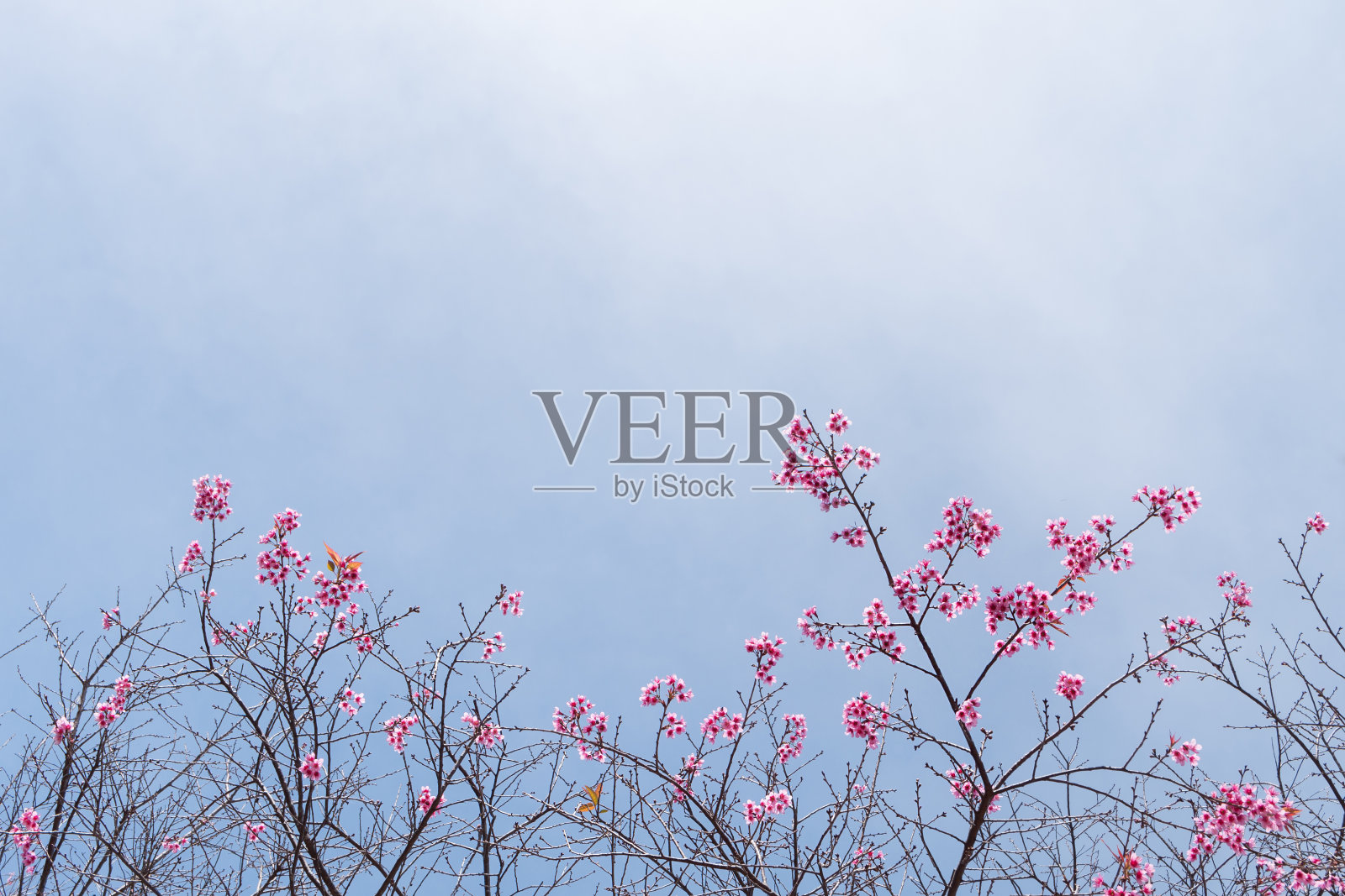 野生喜马拉雅樱桃(樱)泰国樱。本空间照片摄影图片