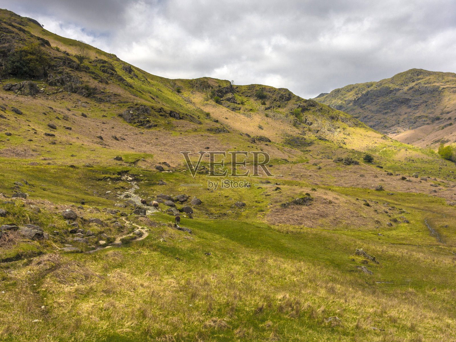 英国郡景观-途径博罗代尔堡赫德威克绵羊照片摄影图片