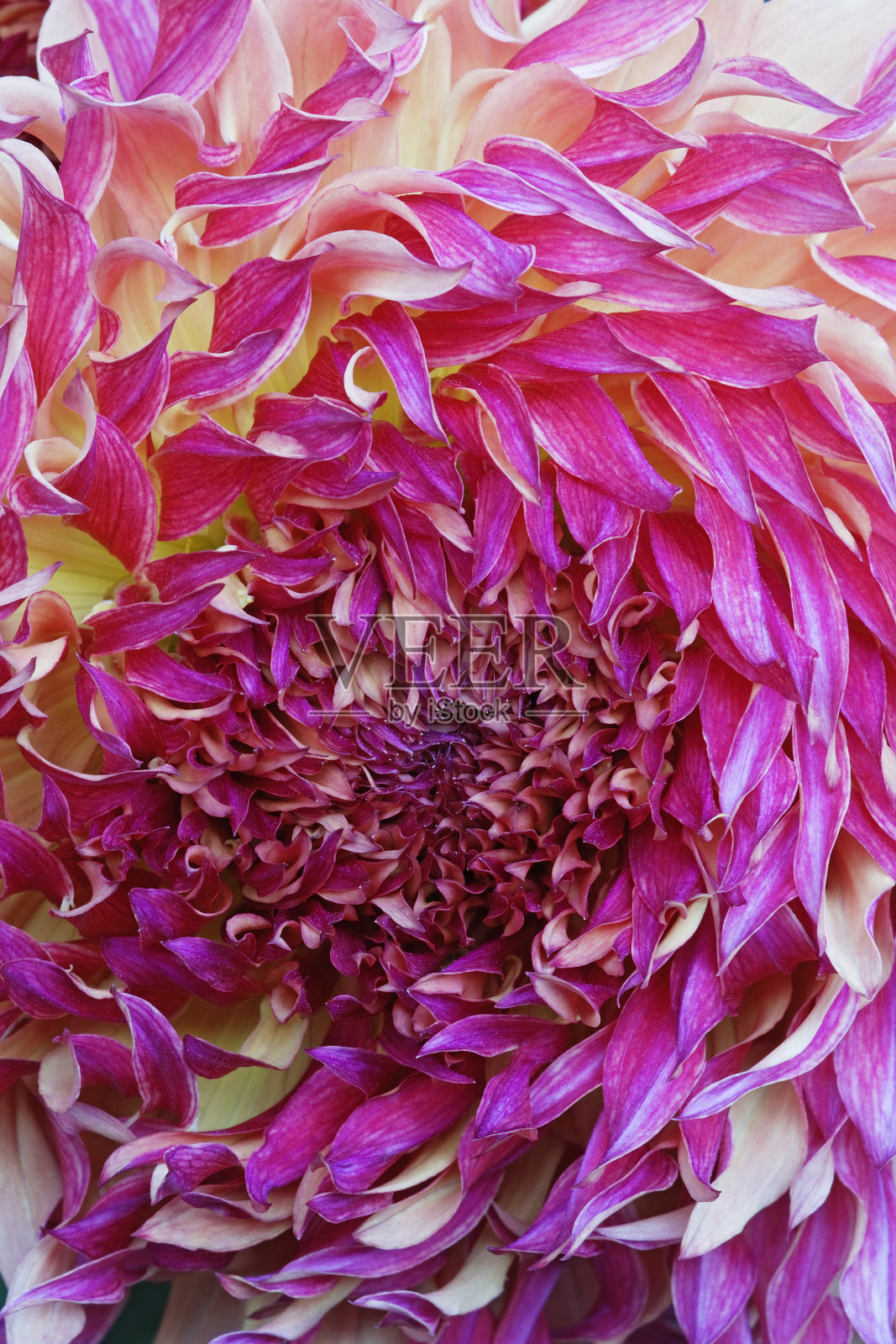 大丽花照片摄影图片