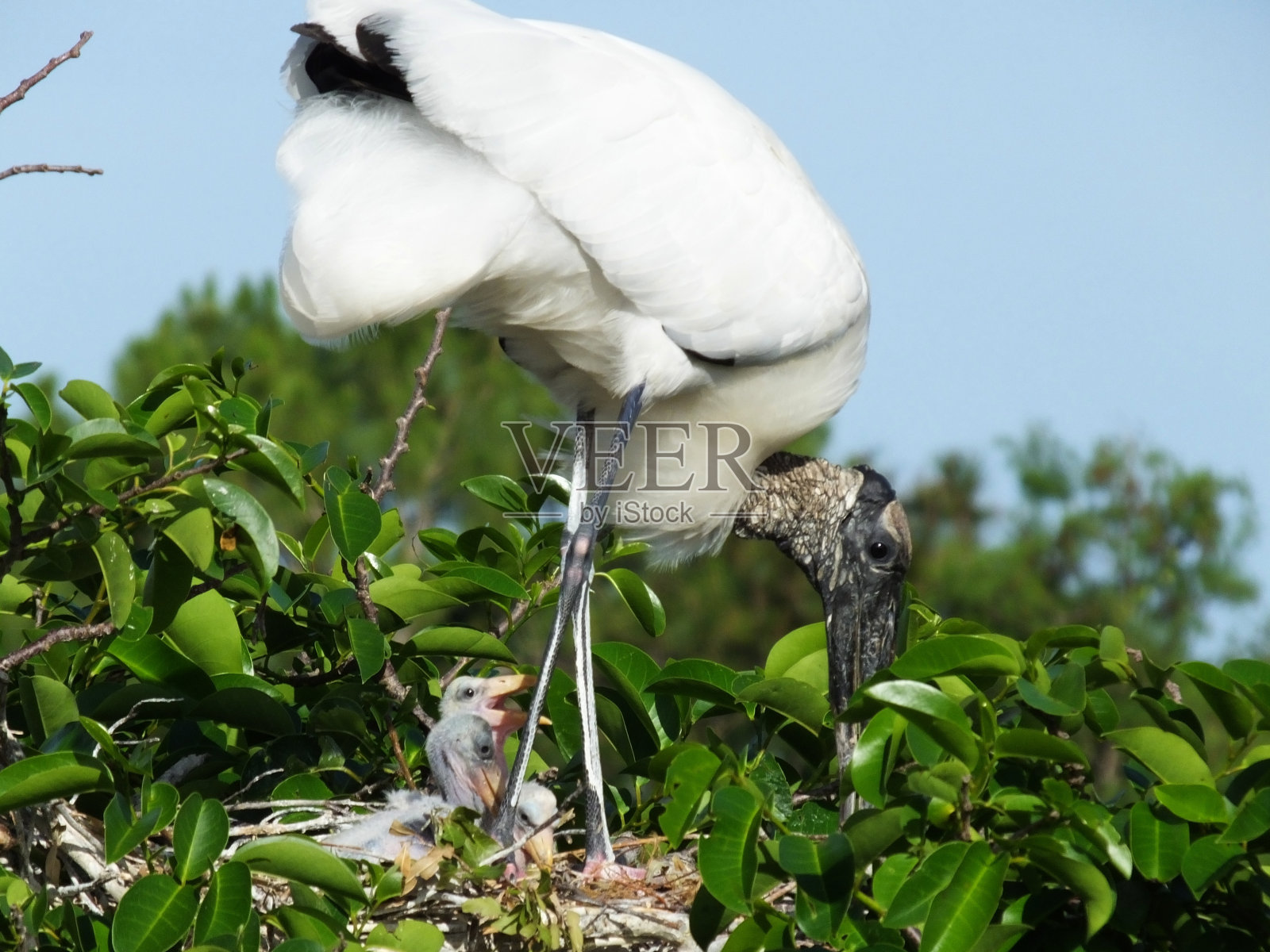 美洲木鹳照片摄影图片