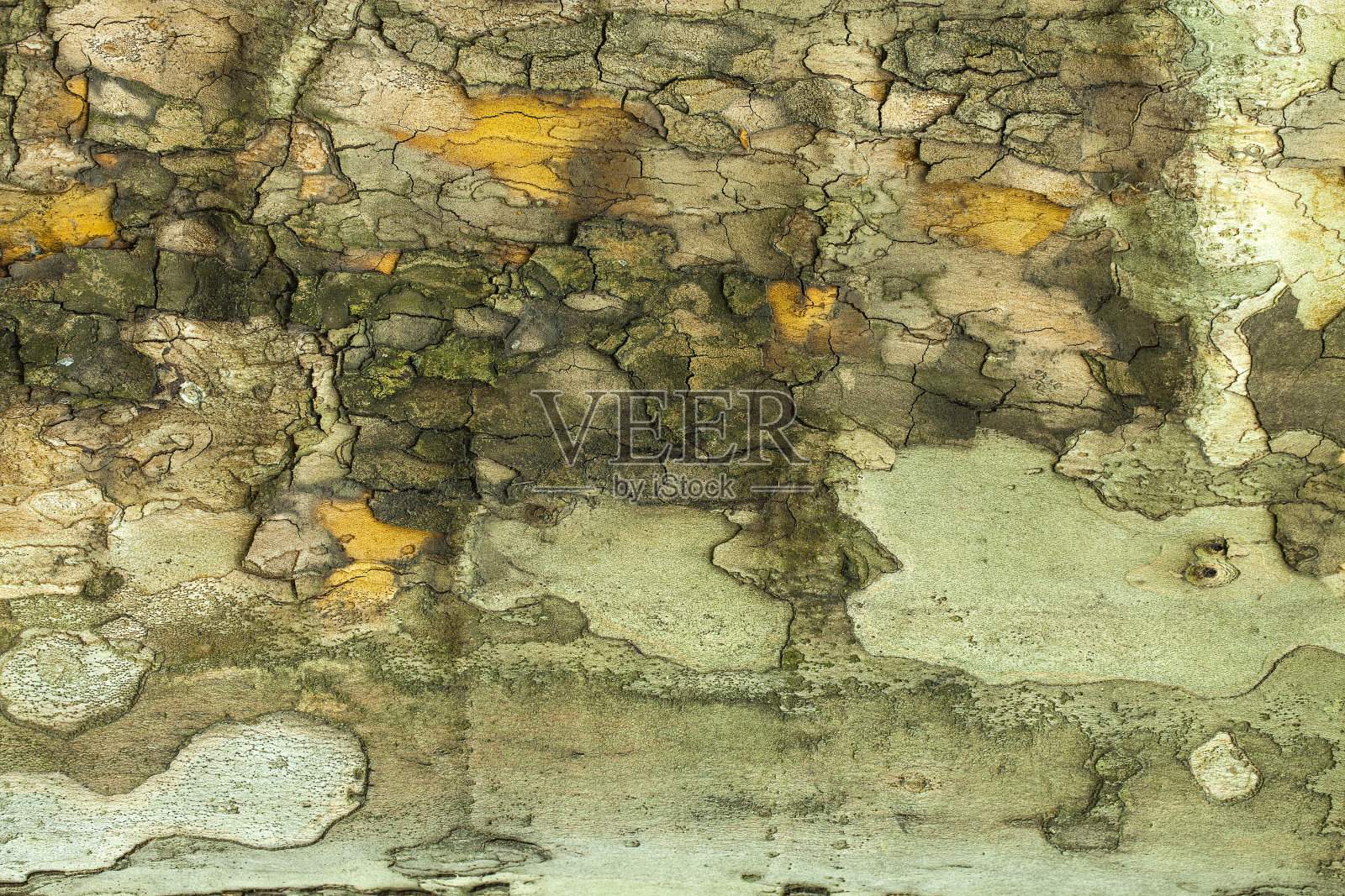 树皮纹理照片摄影图片