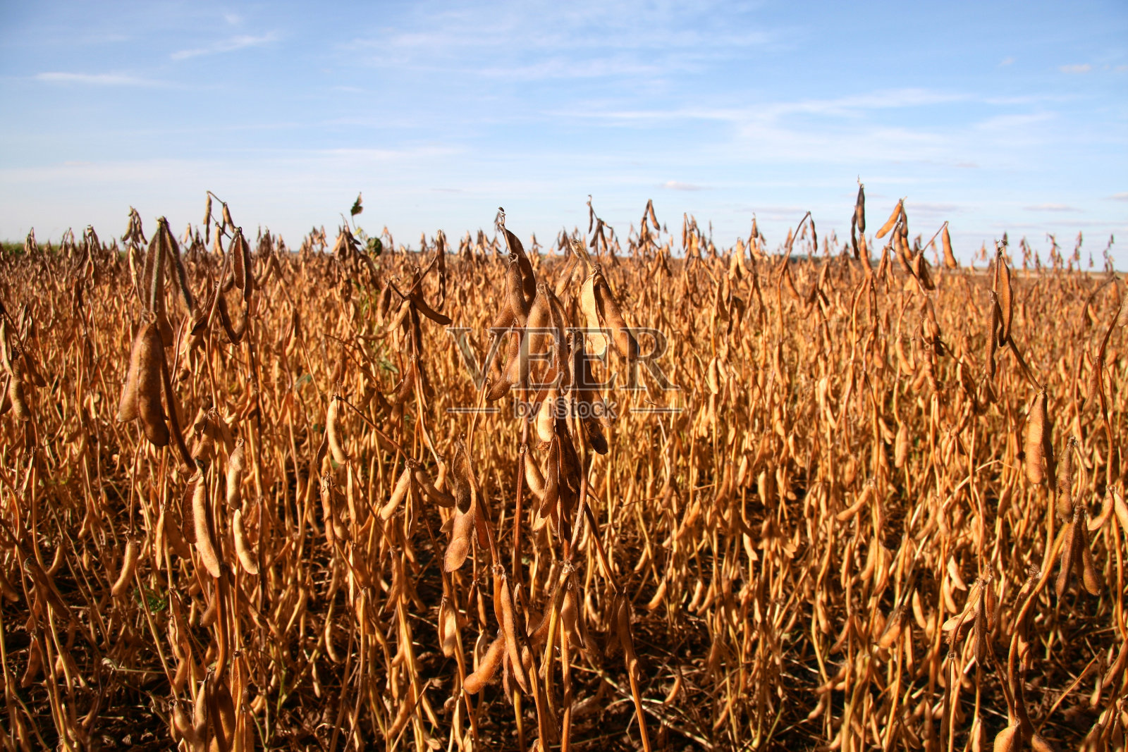 大豆Fiedl视图照片摄影图片