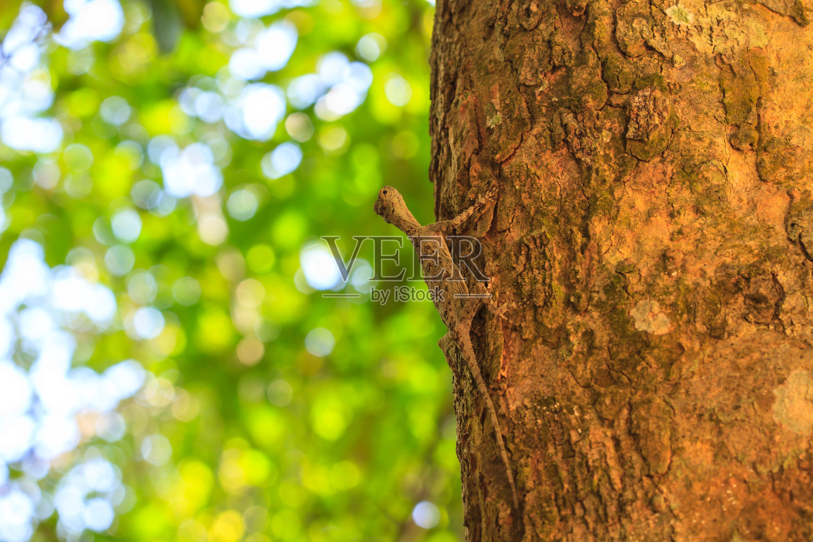美丽的滑翔蜥蜴或飞龙照片摄影图片