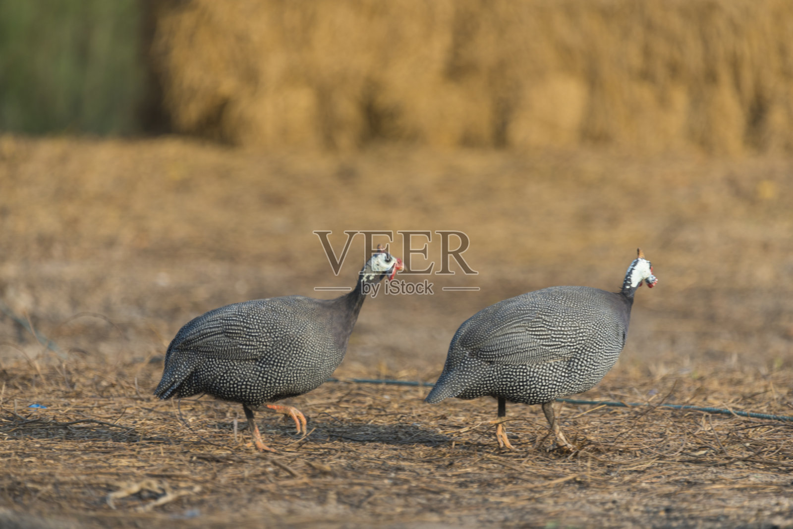 佩戴头盔的珍珠鸡照片摄影图片