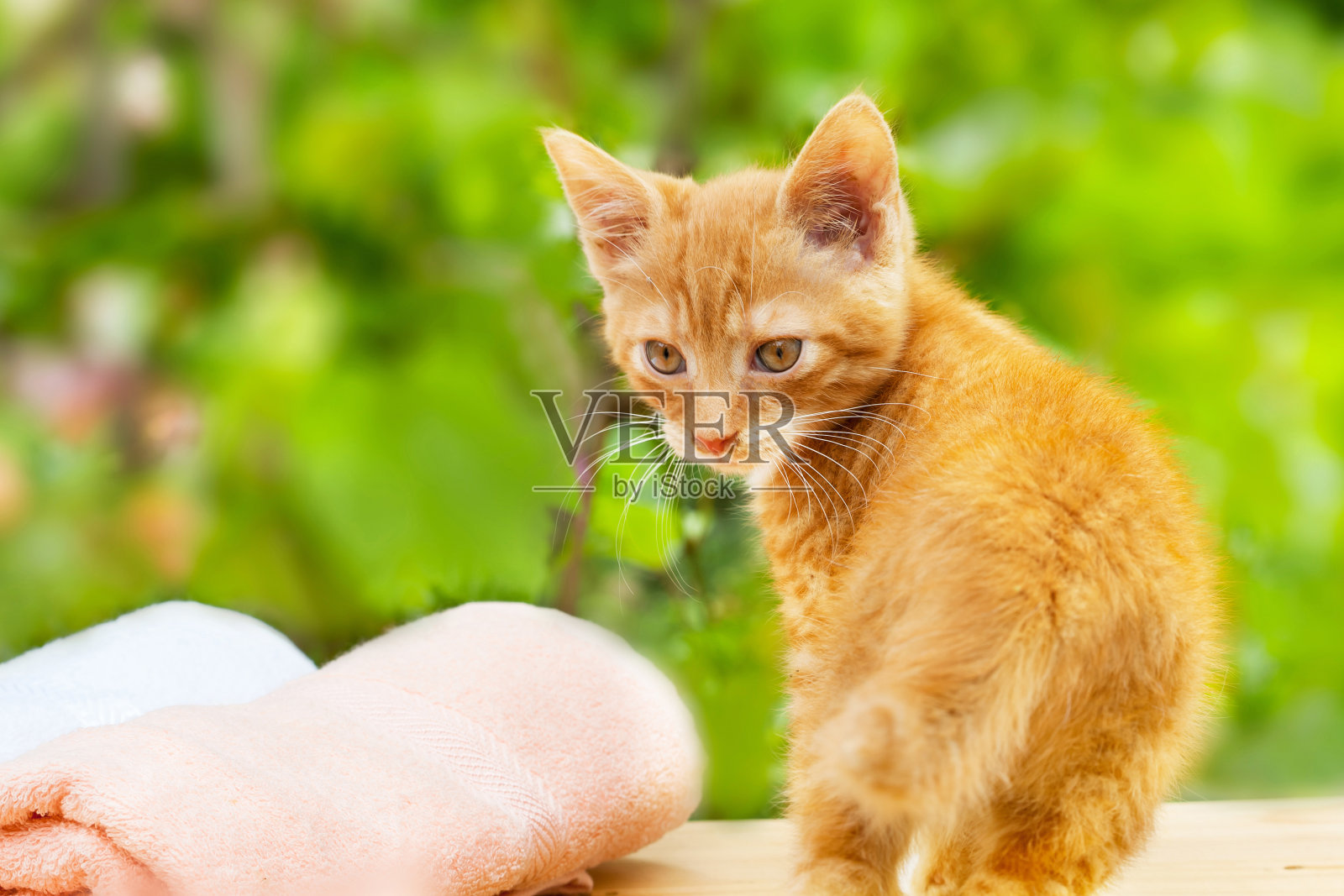 黄色的小猫用粉红色和白色的毛巾照片摄影图片