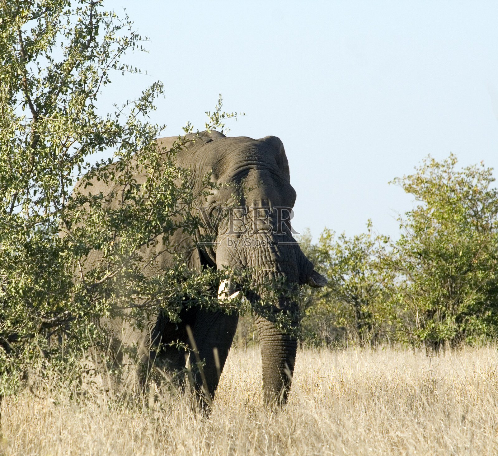 非洲象牛照片摄影图片