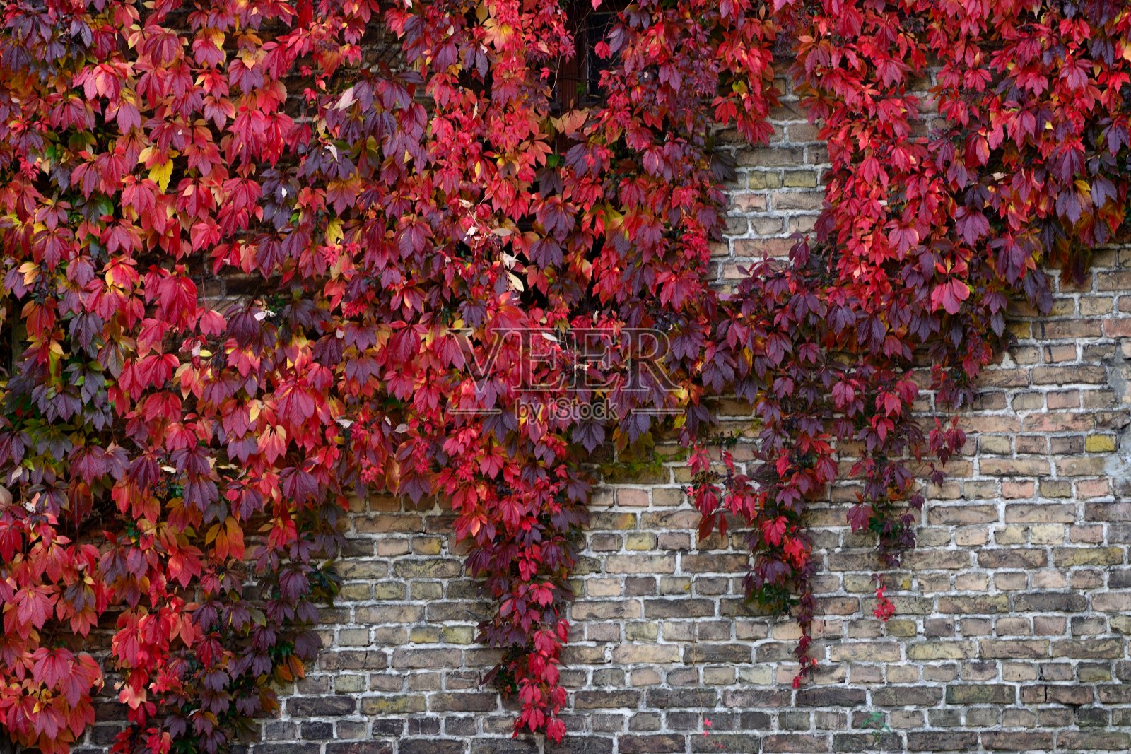 墙上有红色叶子的叶子照片摄影图片