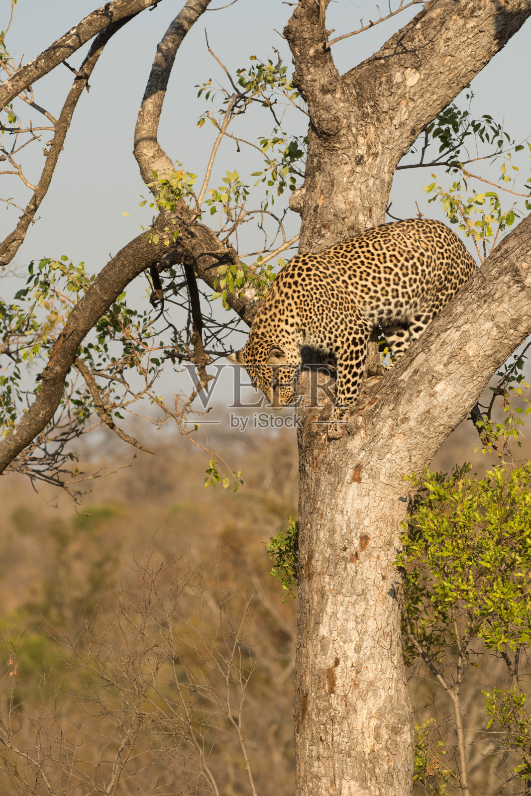 豹从树上爬下来照片摄影图片