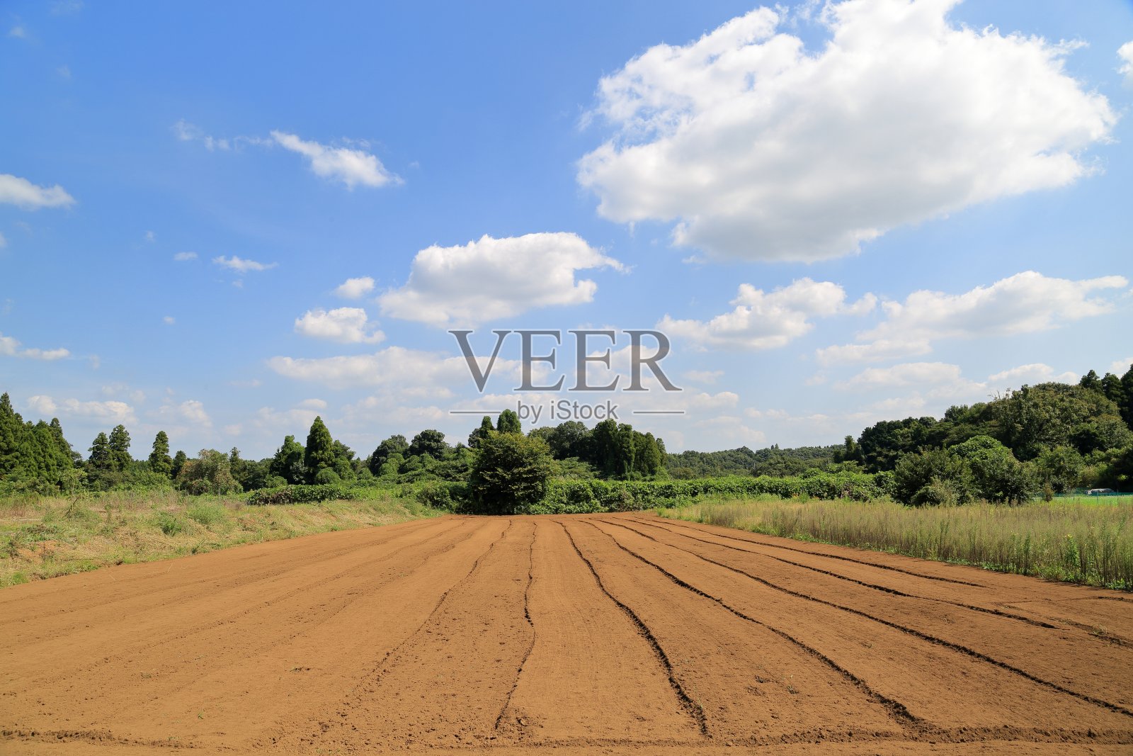 菜园。照片摄影图片