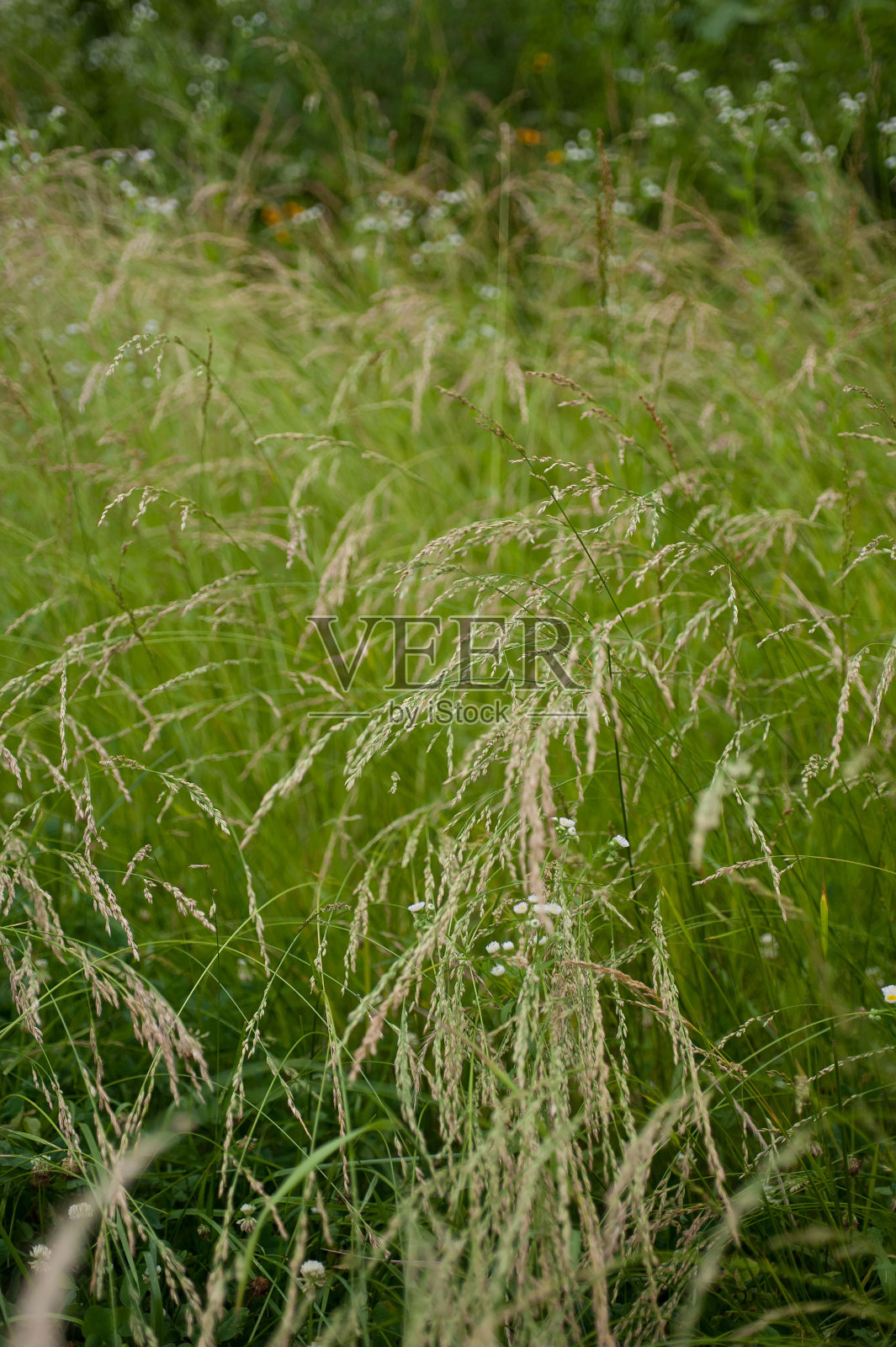 观赏草照片摄影图片