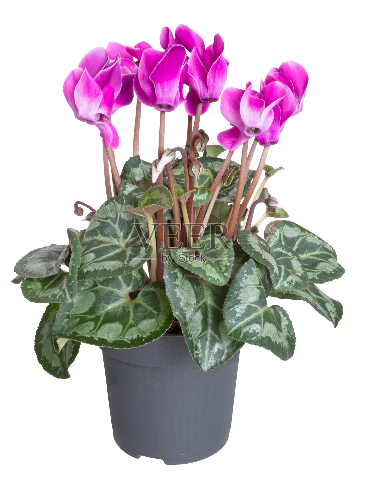 仙客来盆栽塑料，隔离白色照片摄影图片