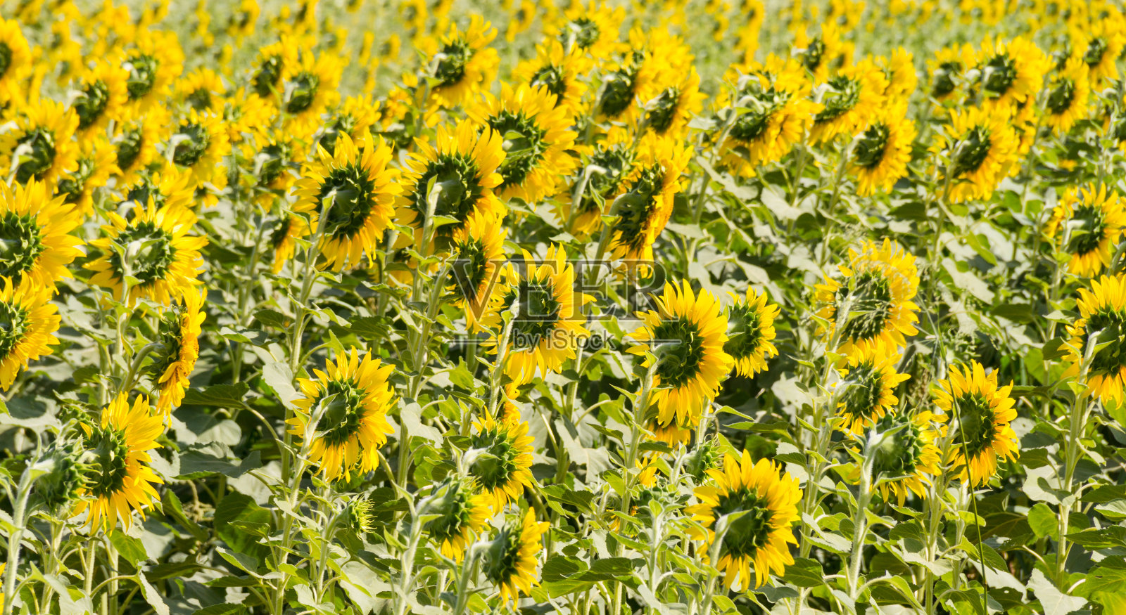 向日葵照片摄影图片