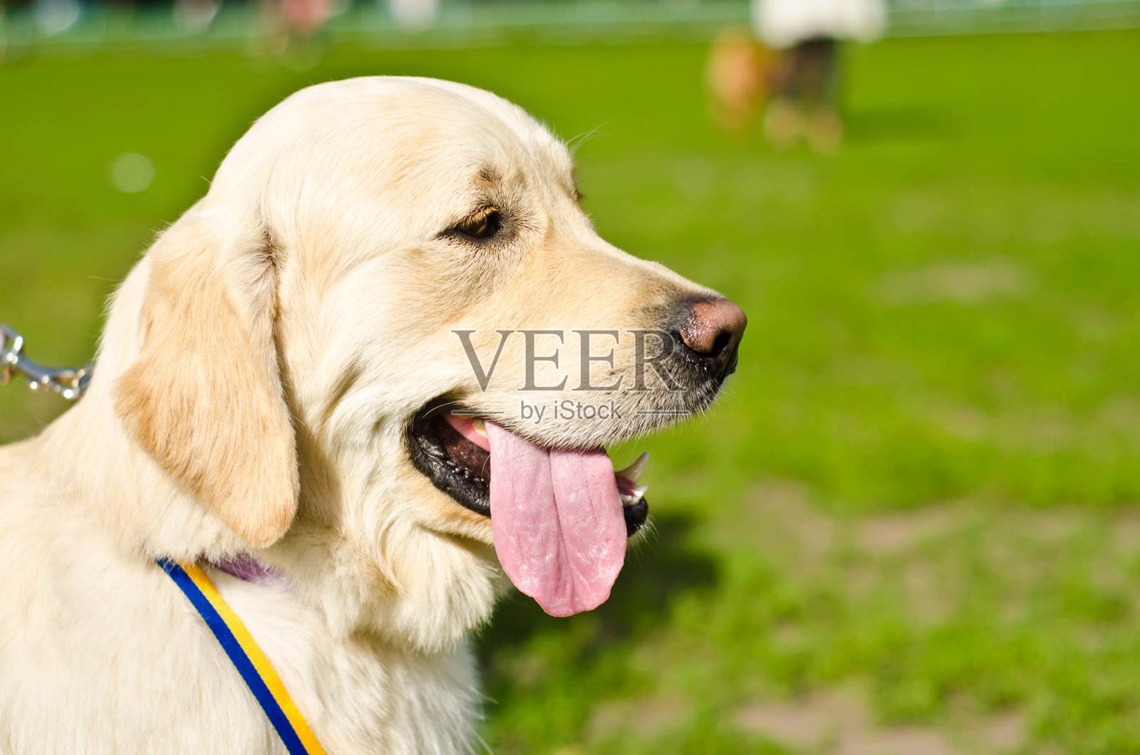 拉布拉多照片摄影图片