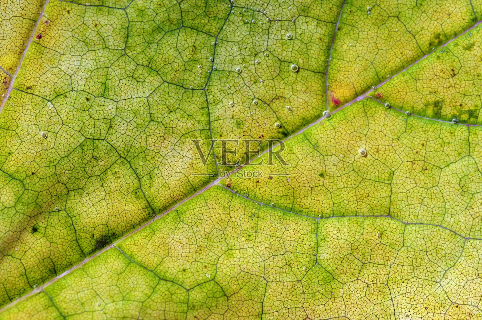 酿酒葡萄叶照片摄影图片