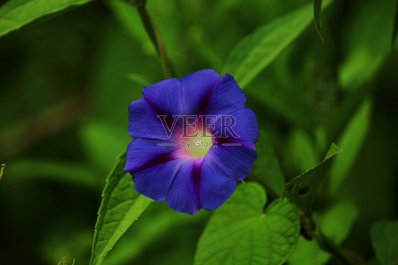 花紫色带来照片摄影图片