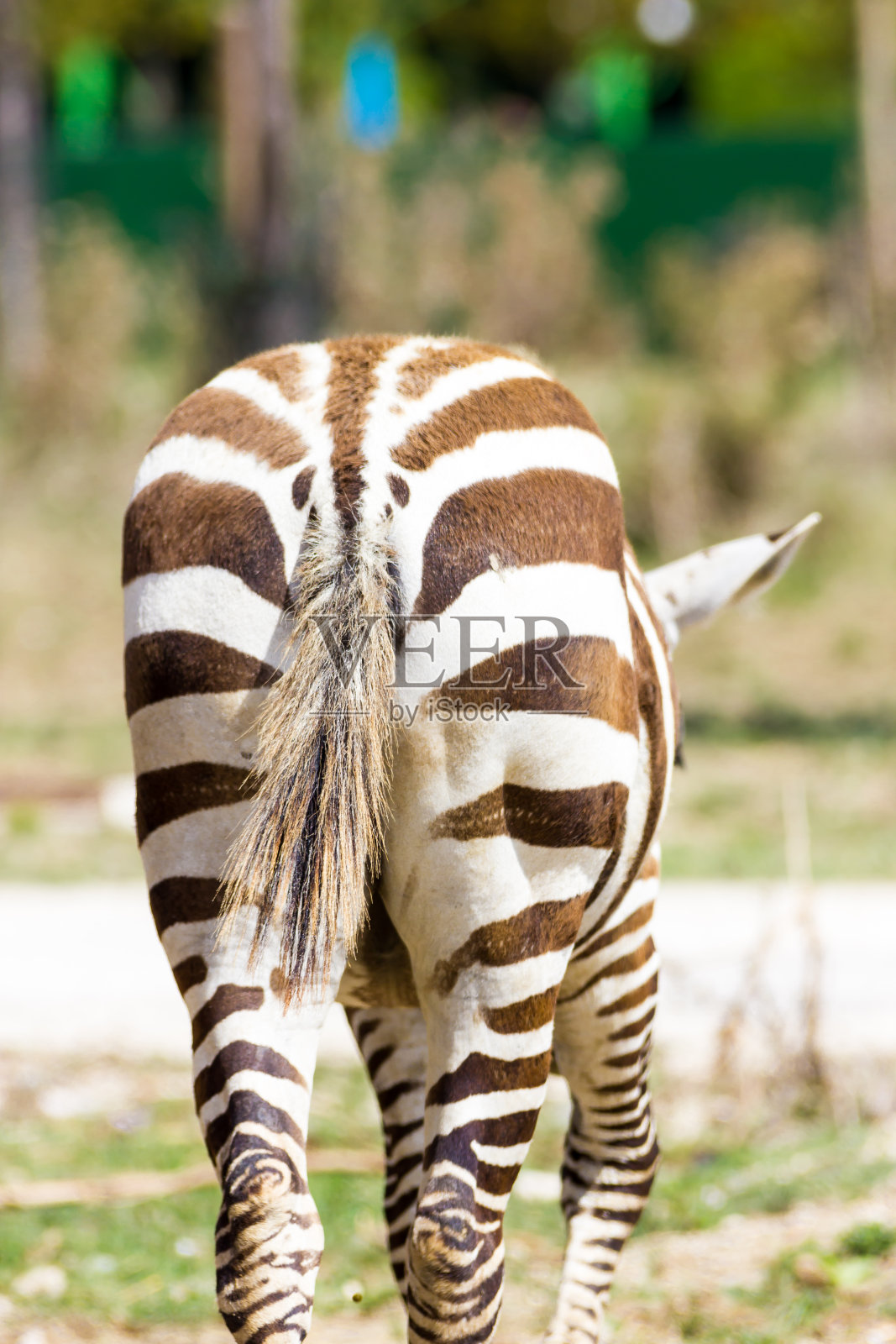 斑马照片摄影图片