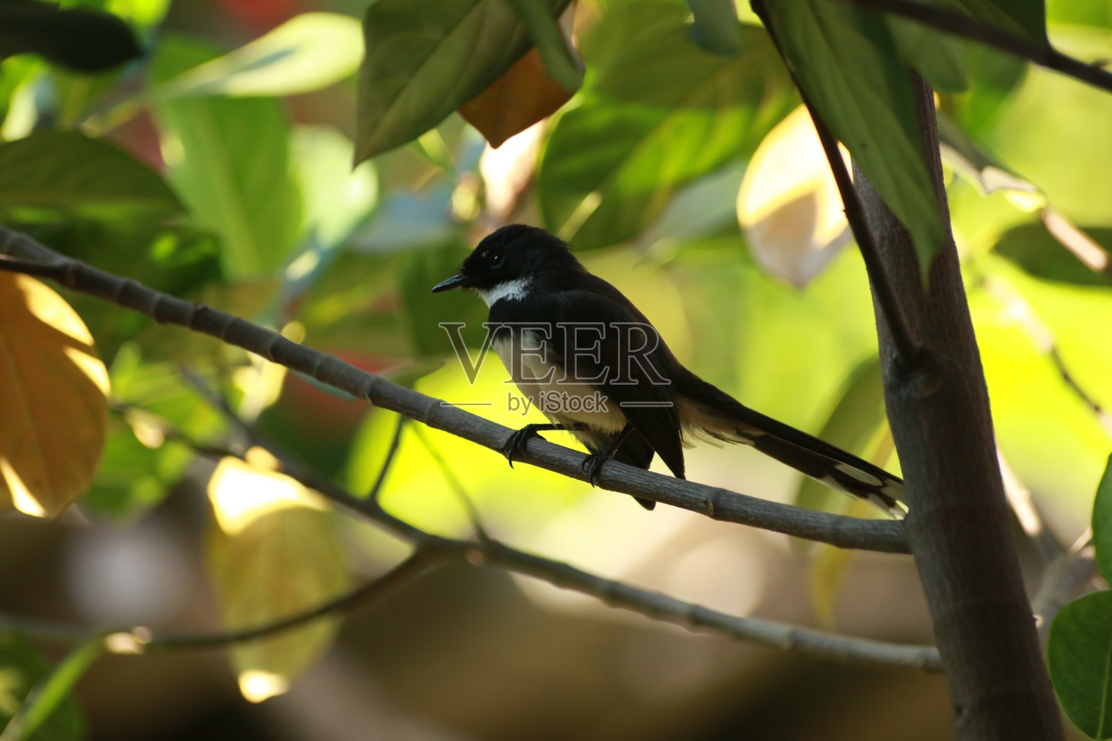 黑鸟照片摄影图片