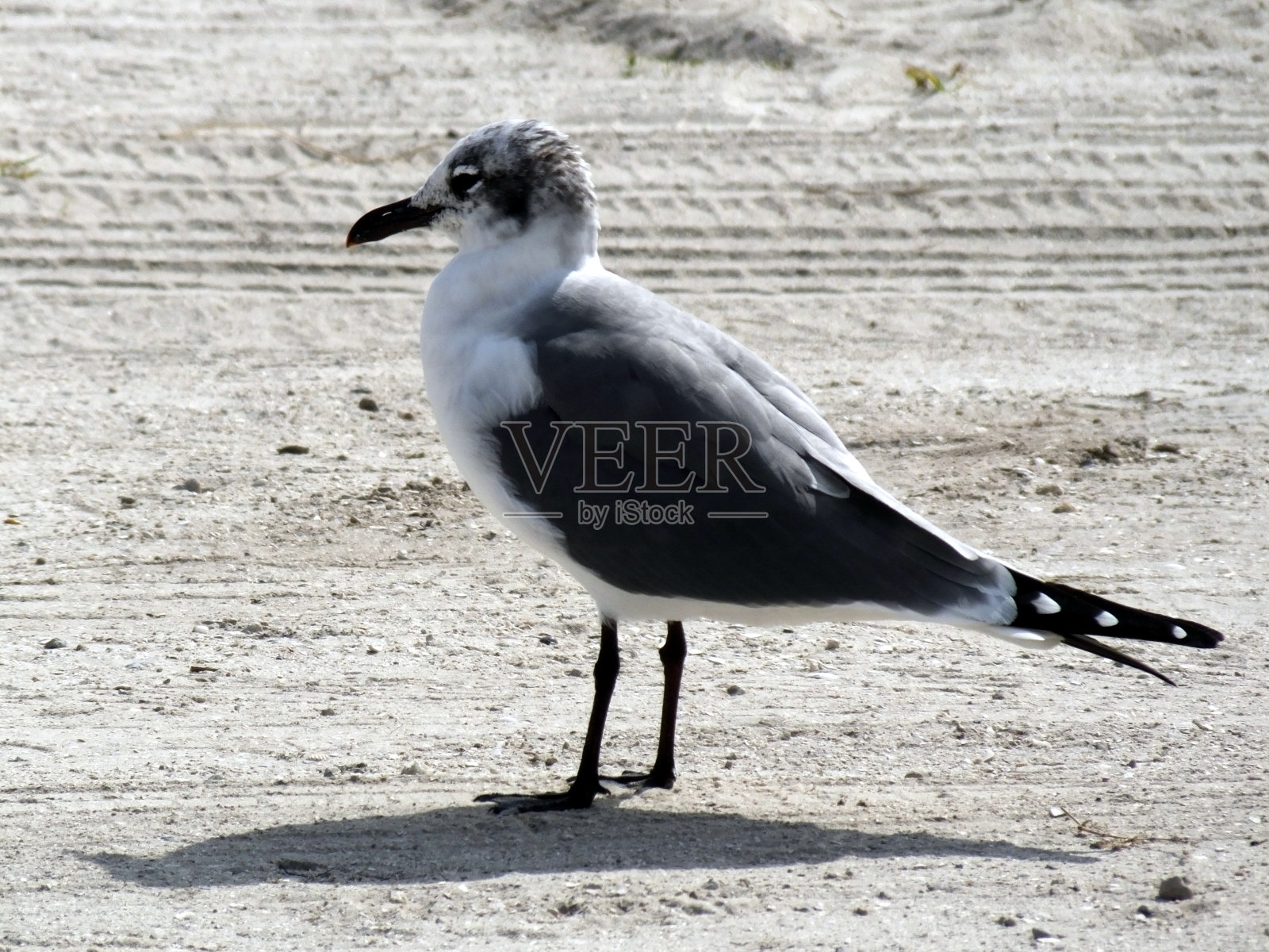 笑鸥照片摄影图片