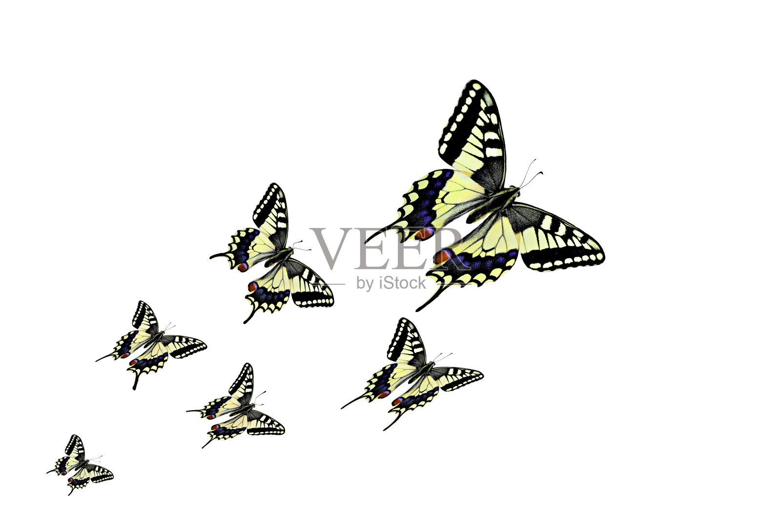 蝴蝶在不同的飞行位置-库存图像插画图片素材