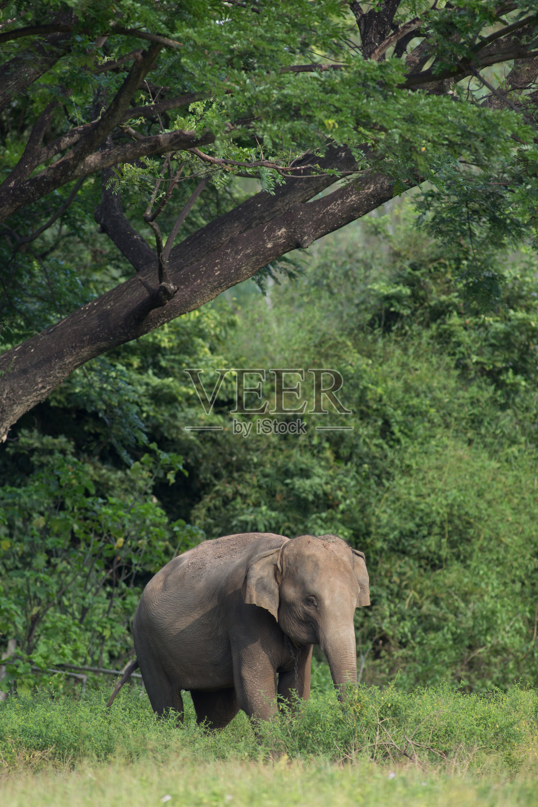 大象在泰国照片摄影图片