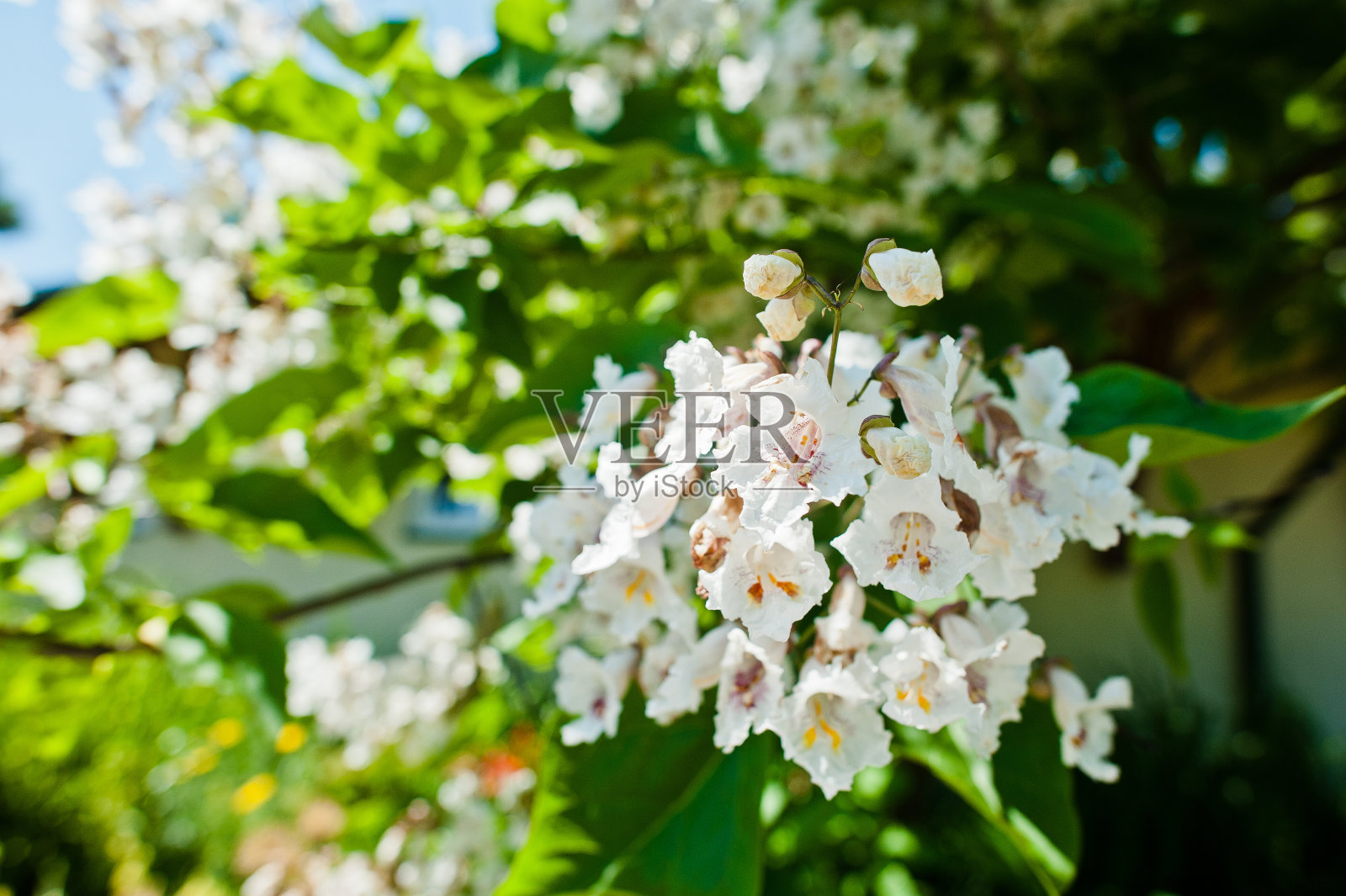 晴空万里，一棵盛开的梓树照片摄影图片