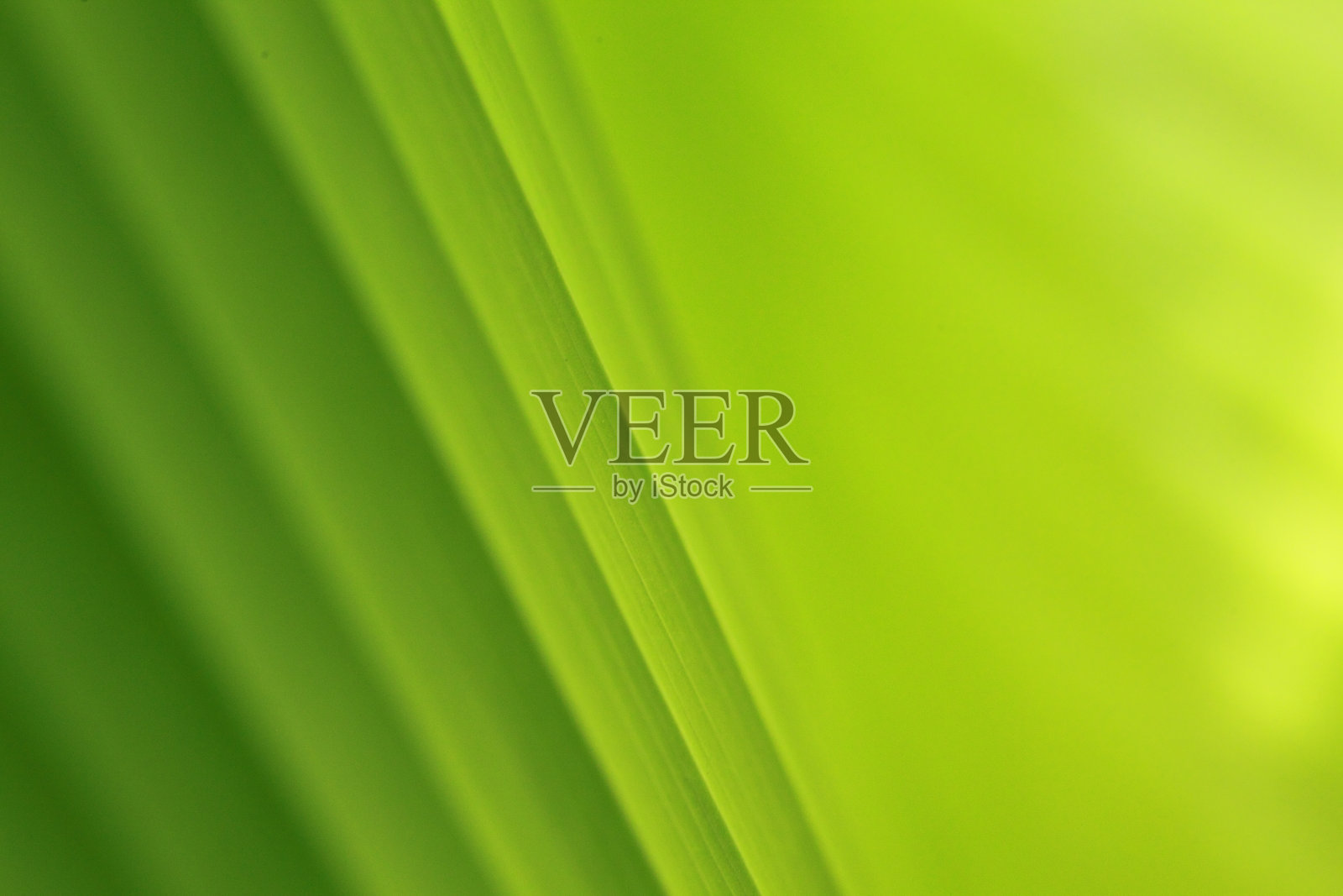 绿色香蕉叶子照片摄影图片