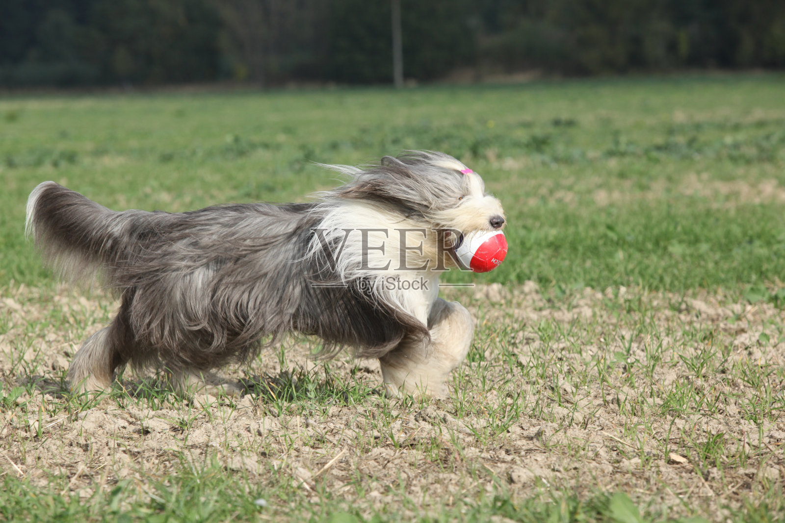 带着玩具奔跑的大胡子牧羊犬照片摄影图片