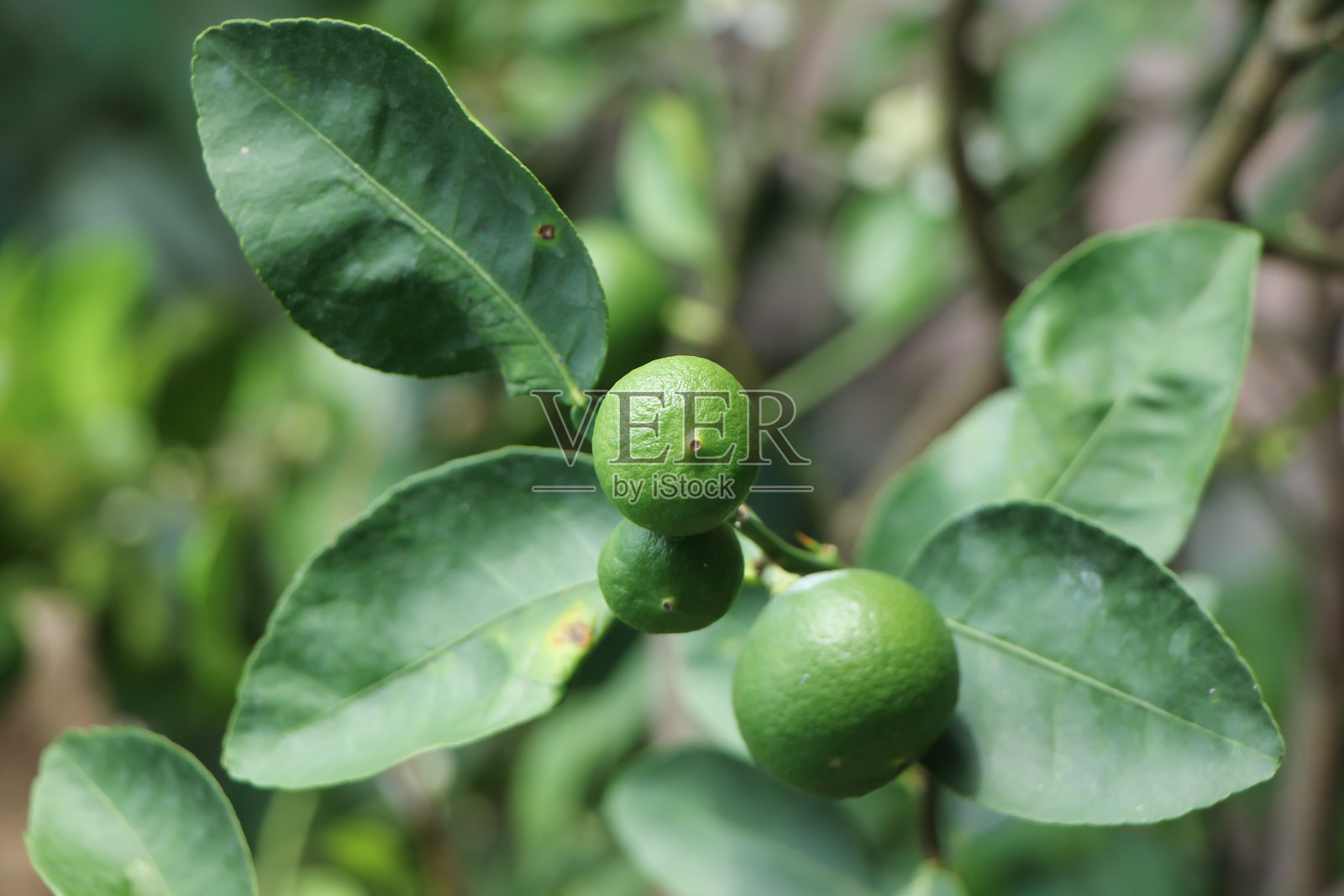 树上的绿柠檬照片摄影图片