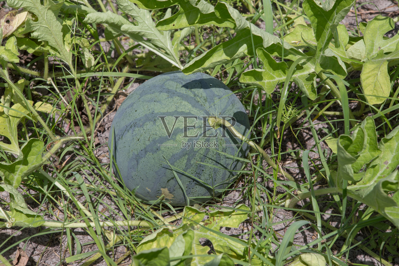 西瓜在花园的床上准备收获照片摄影图片