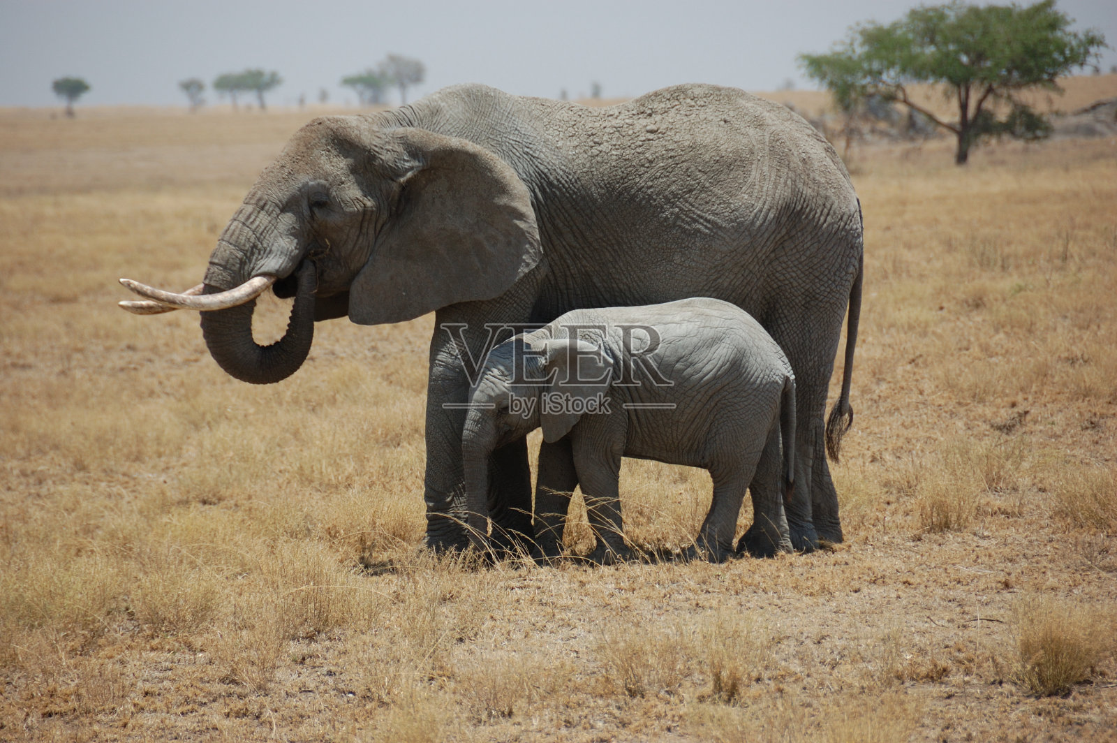 母象与幼象照片摄影图片